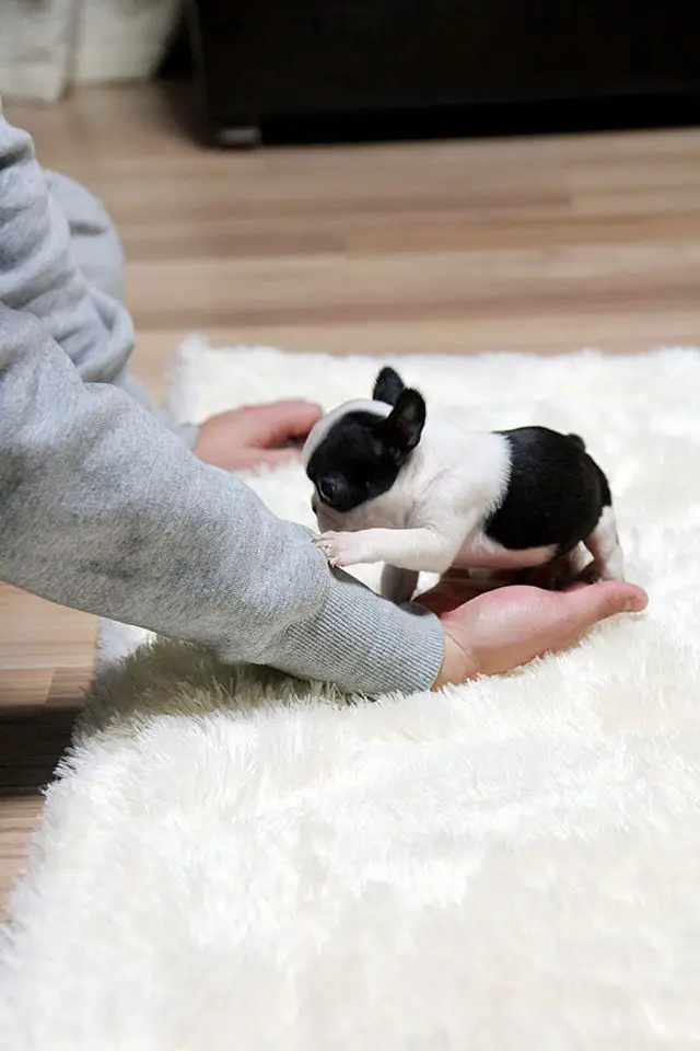 French Bulldog Puppies in Other (04/02/2020)