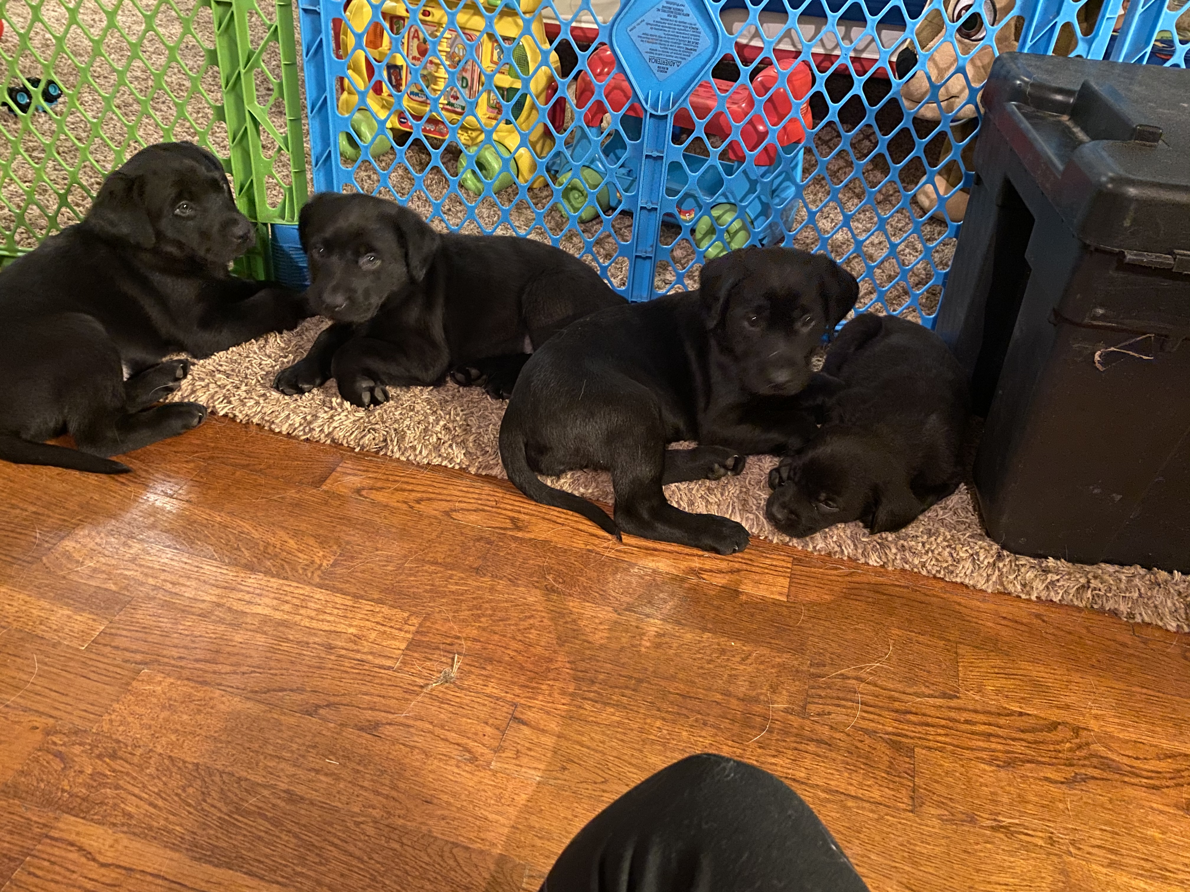 Labrador Puppies in Other (04/02/2020)