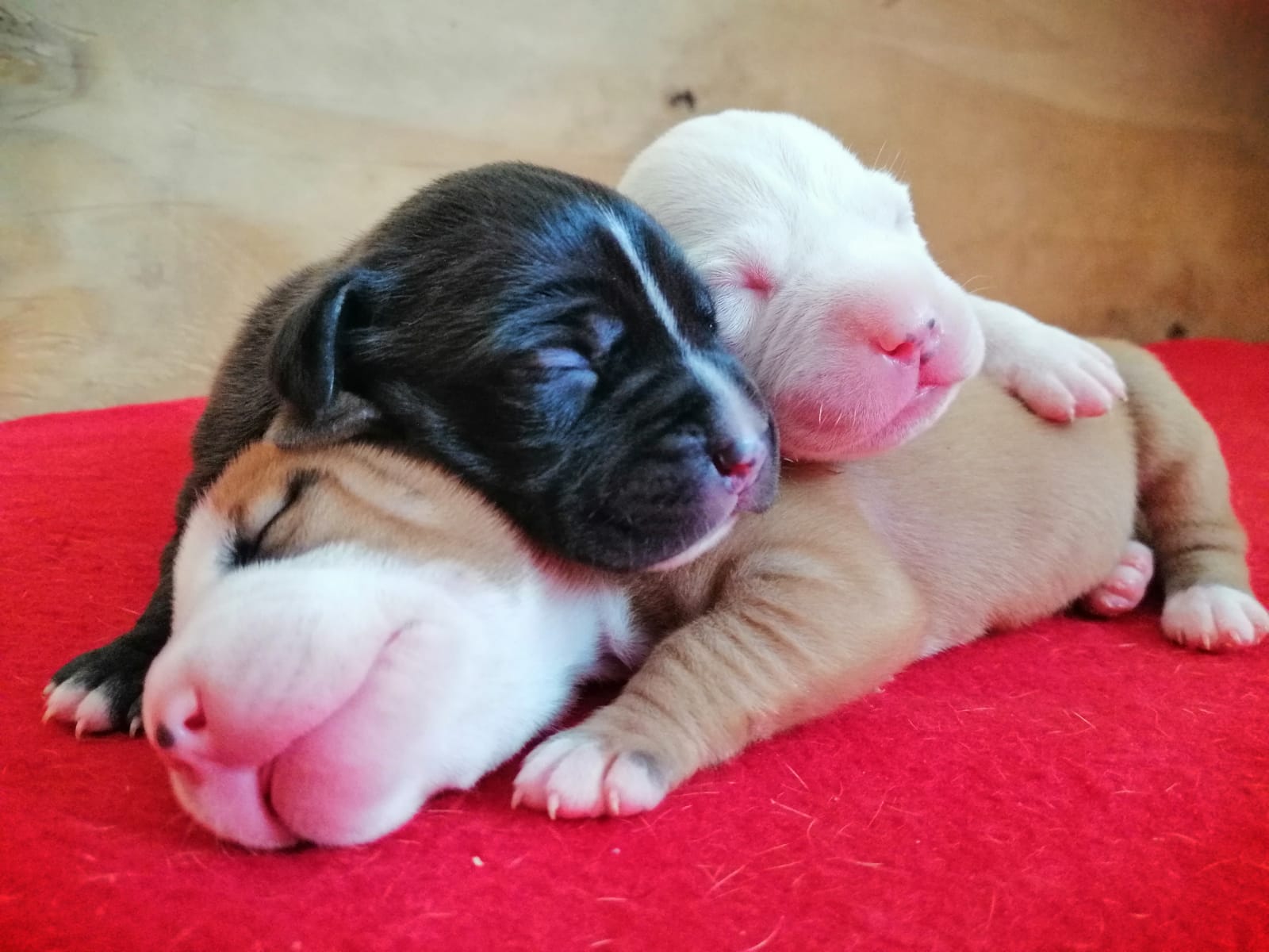 Pitbull Puppies in Cape Town (17/02/2020)