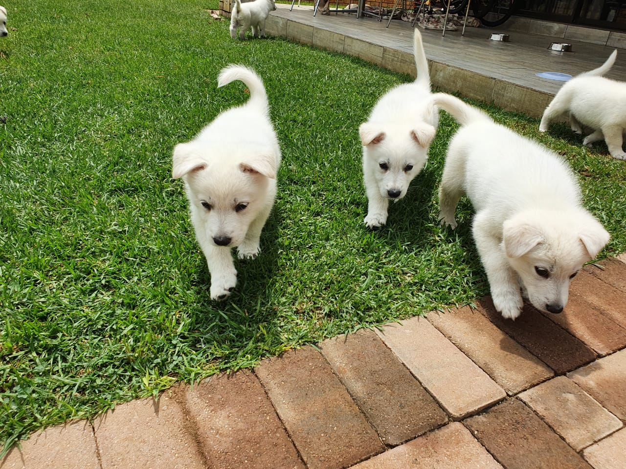 Other Puppies in Johannesburg (27/02/2020)
