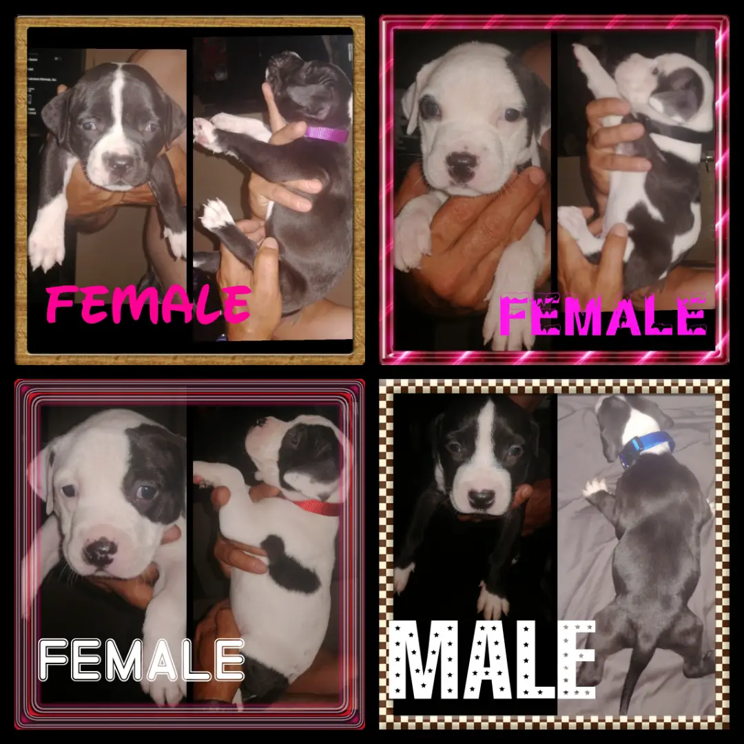 Pitbull Puppies in Pretoria (05/02/2020)