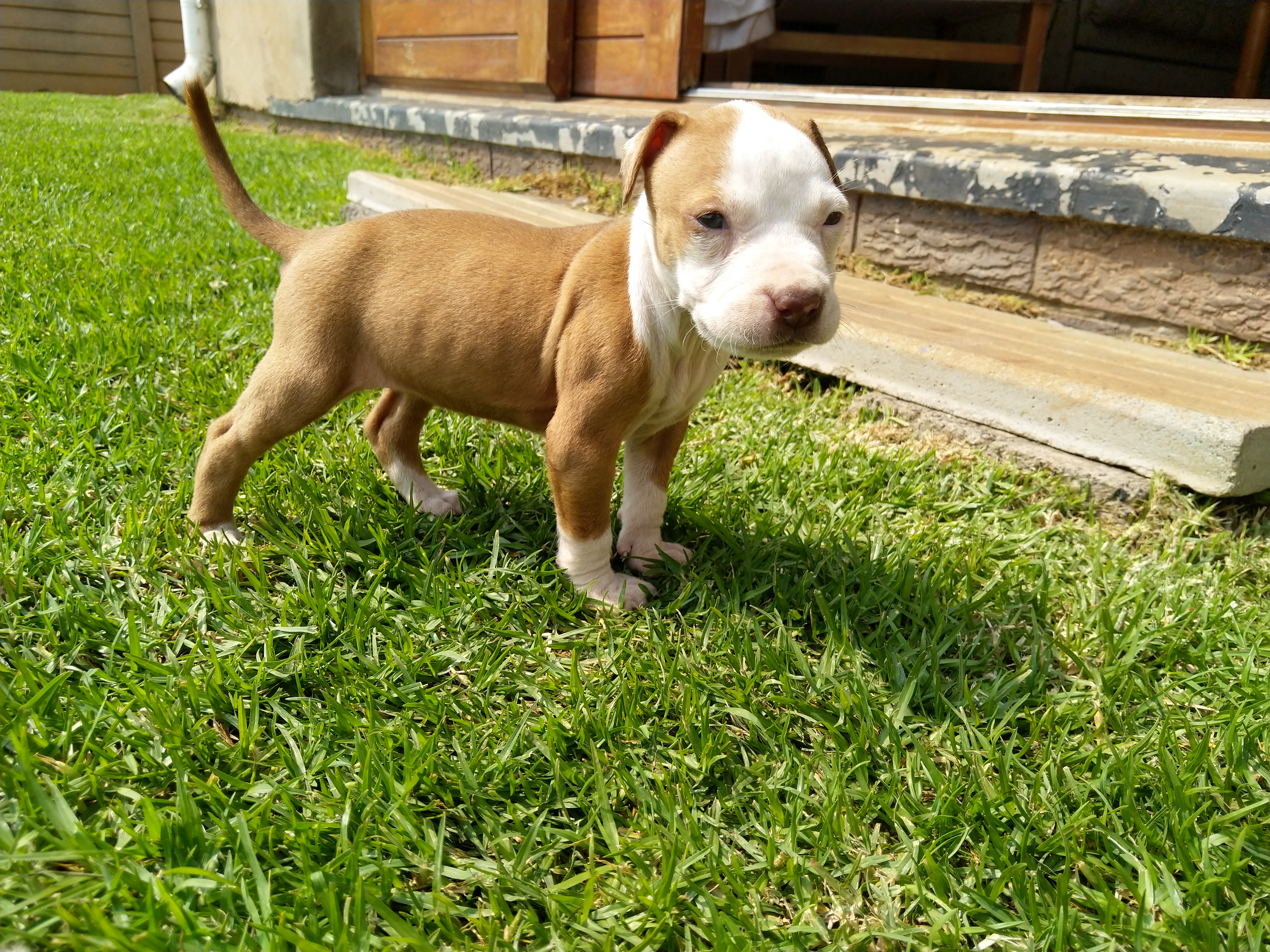 Pitbull Puppies in Johannesburg (18/02/2020)