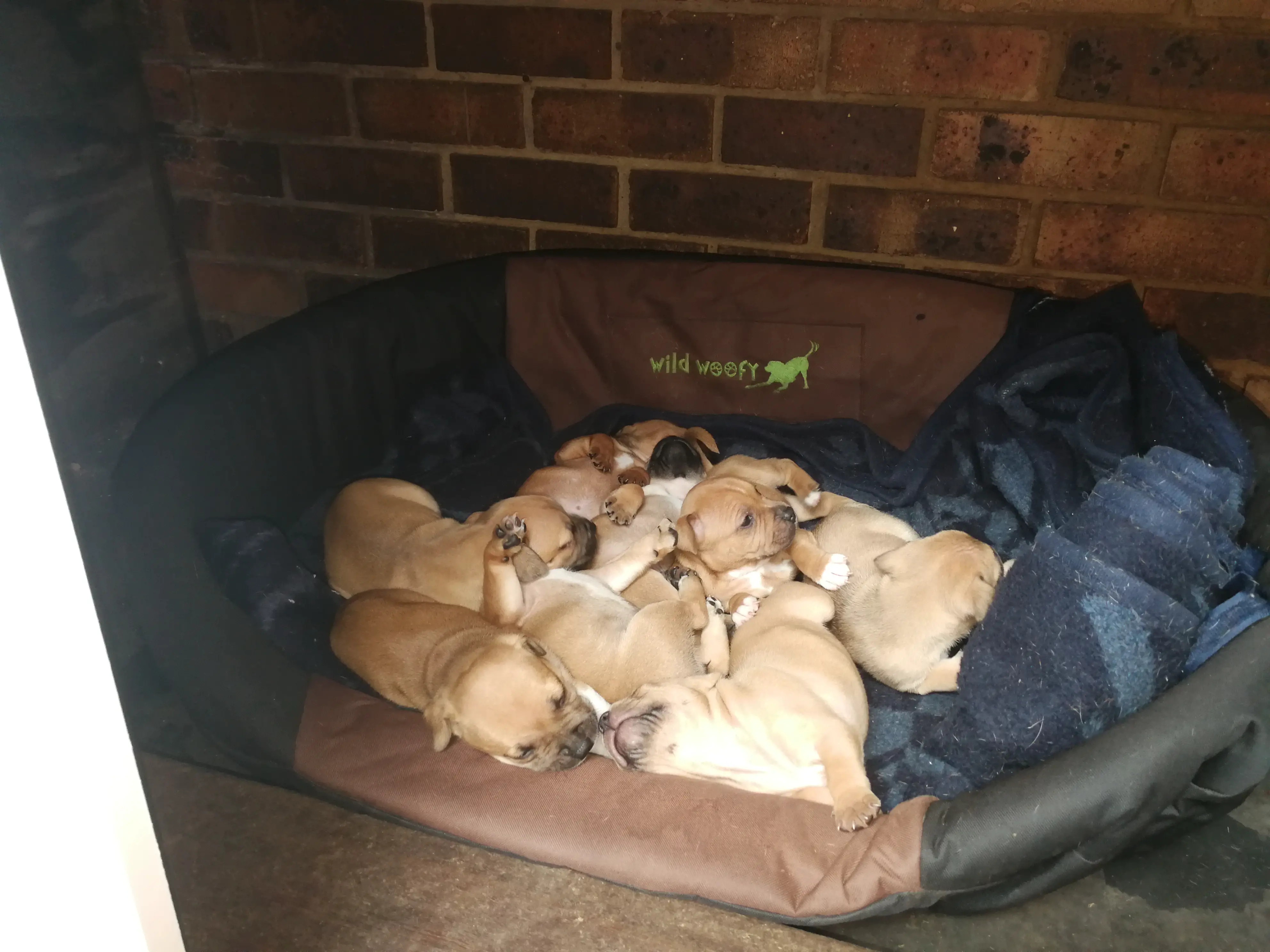 Staffie Puppies in Pretoria (27/02/2020)