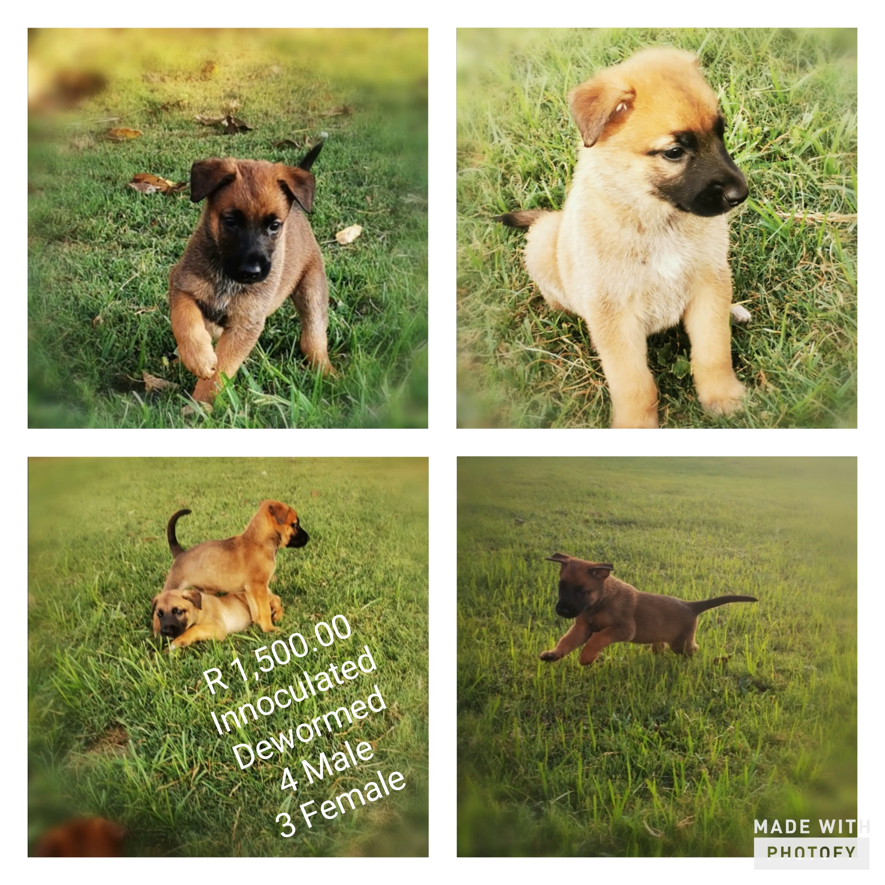 Belgian Malinois Puppies in Johannesburg (29/02/2020)