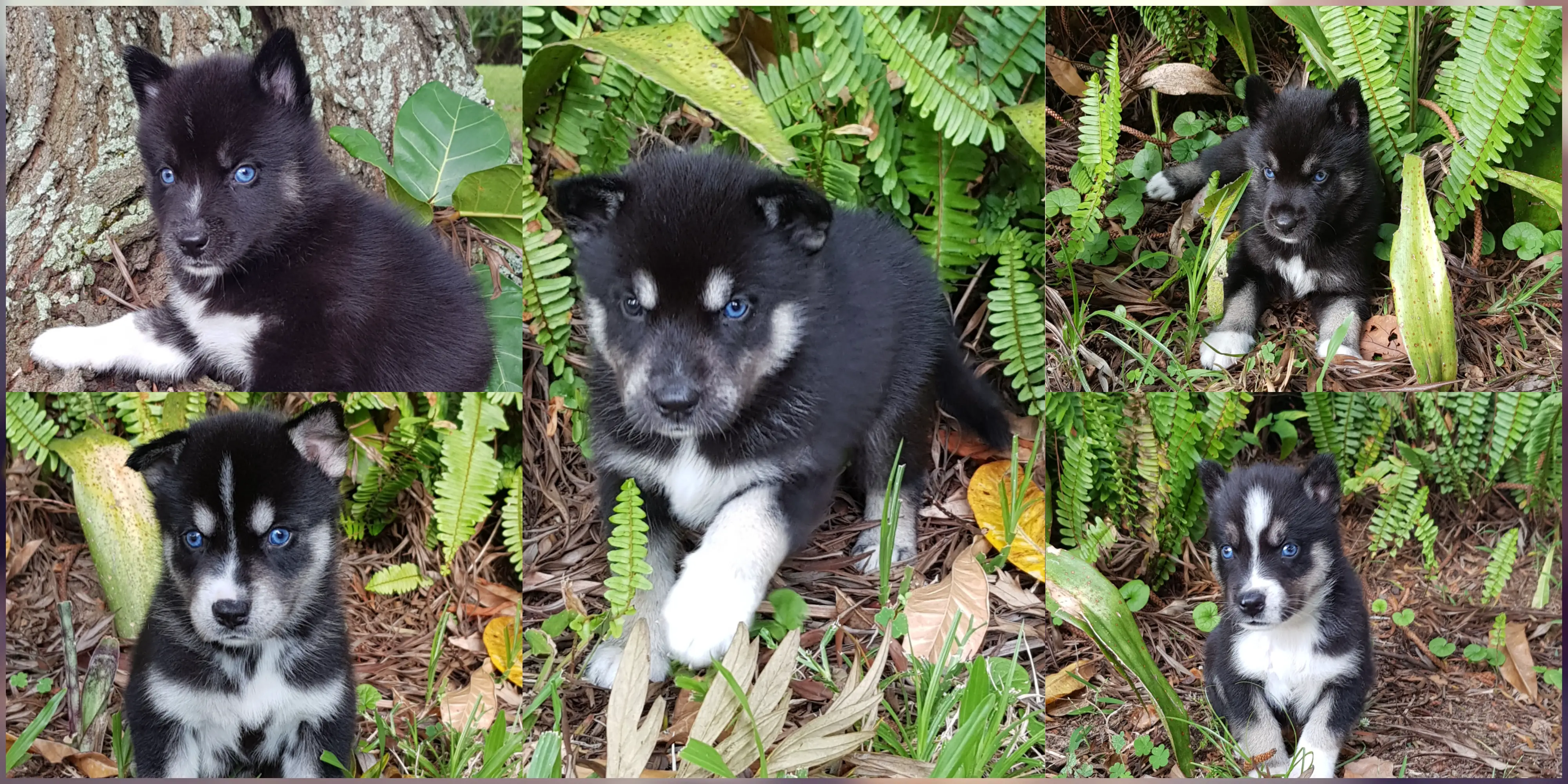 Siberian Husky Puppies in Kwazulu Natal (11/02/2020)