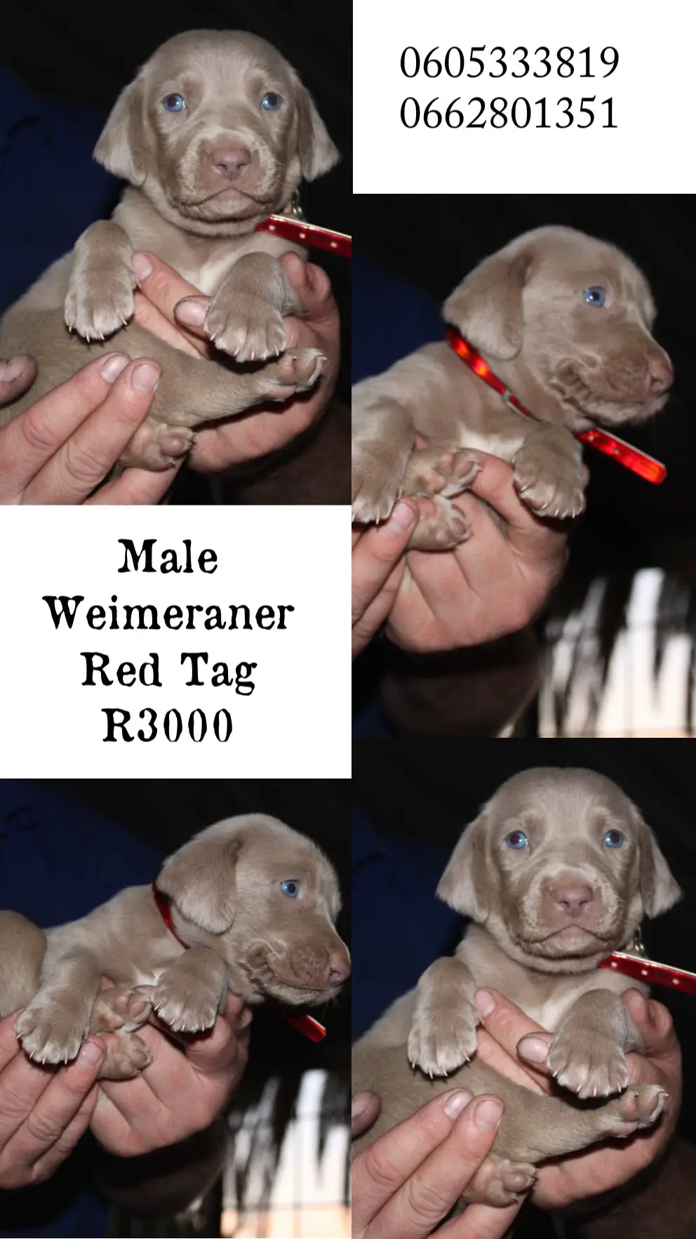 Weimaraner Puppies in Pretoria (30/03/2020)