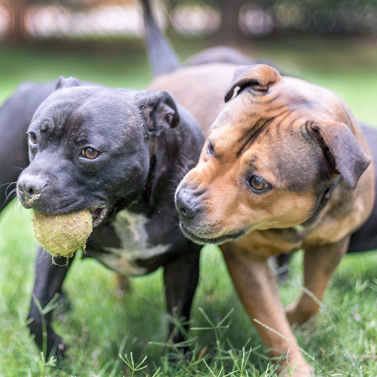 Staffie Puppies in Pretoria (20/03/2020)