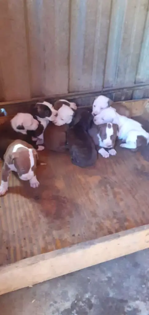 Pitbull Puppies in East Rand (09/03/2020)