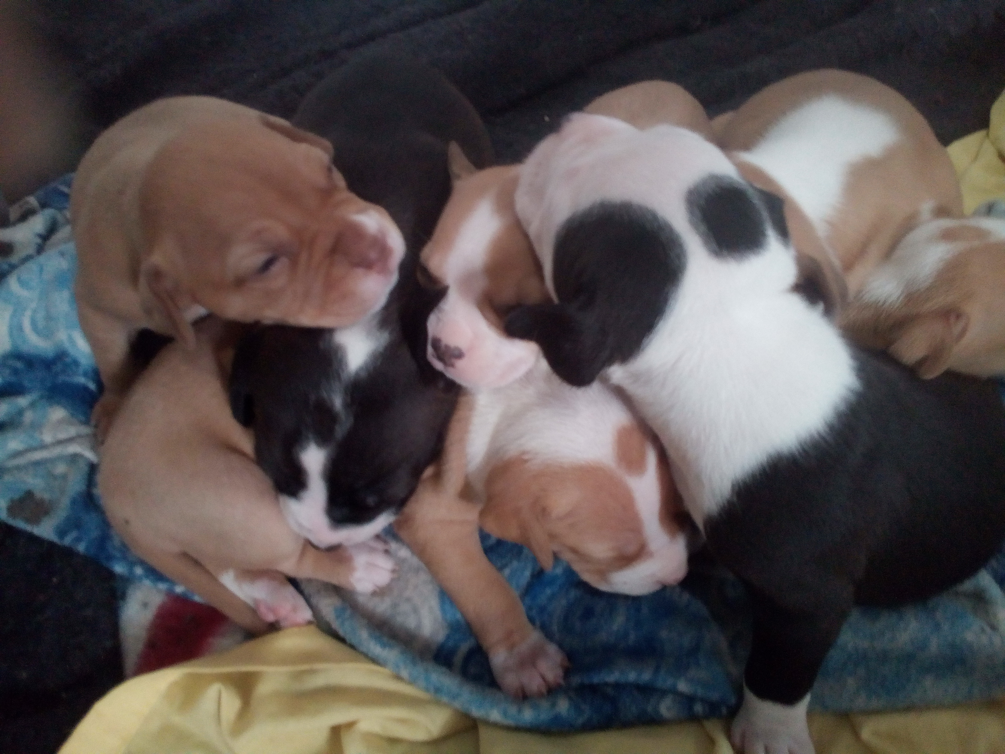 Pitbull Puppies in East Rand (23/03/2020)