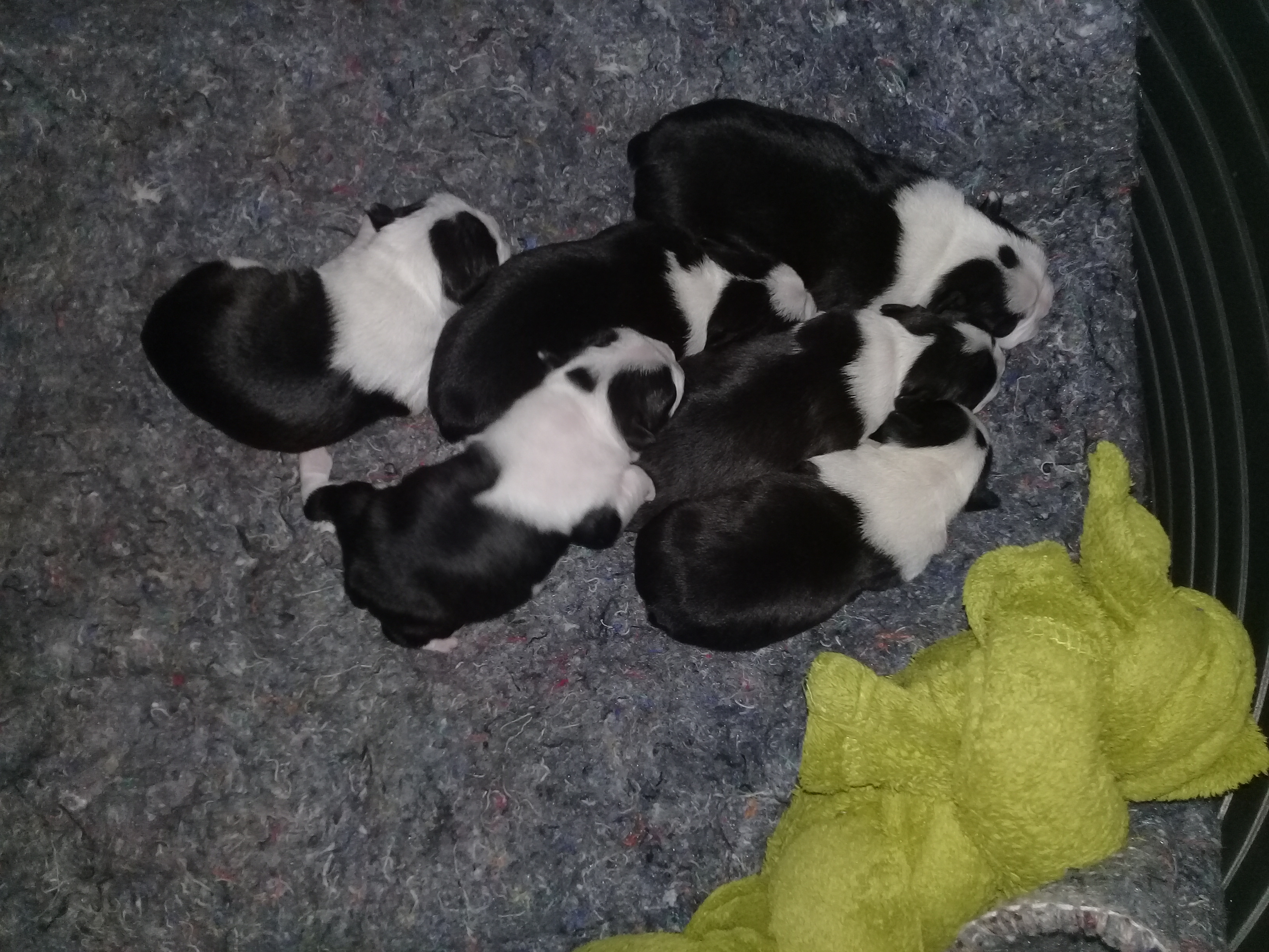 Boston Terrier Puppies in East Rand (09/03/2020)
