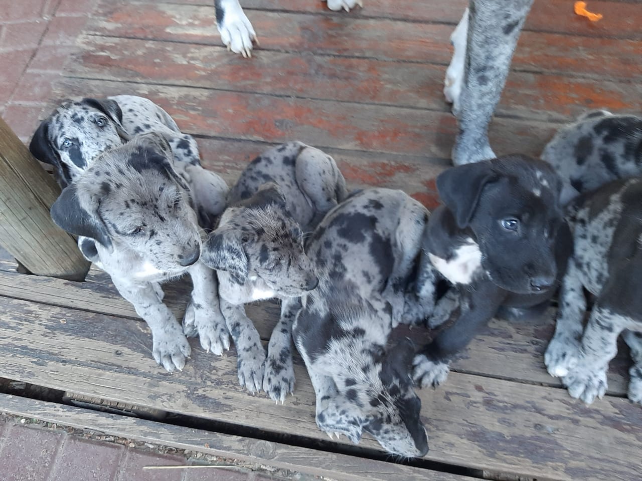 Great Dane Puppies in East Rand (01/03/2020)