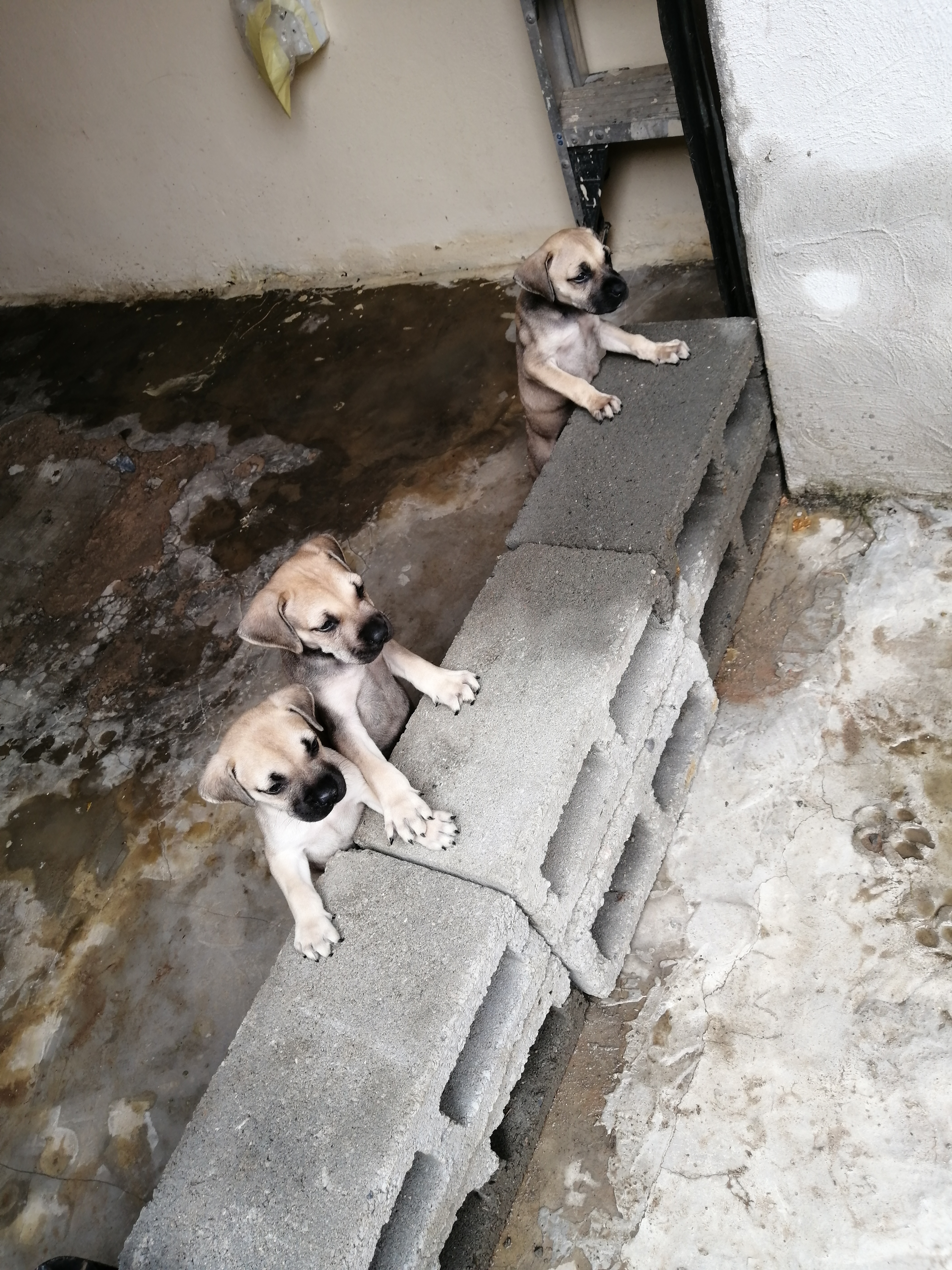 Boerboel Puppies in Kwazulu Natal (02/03/2020)