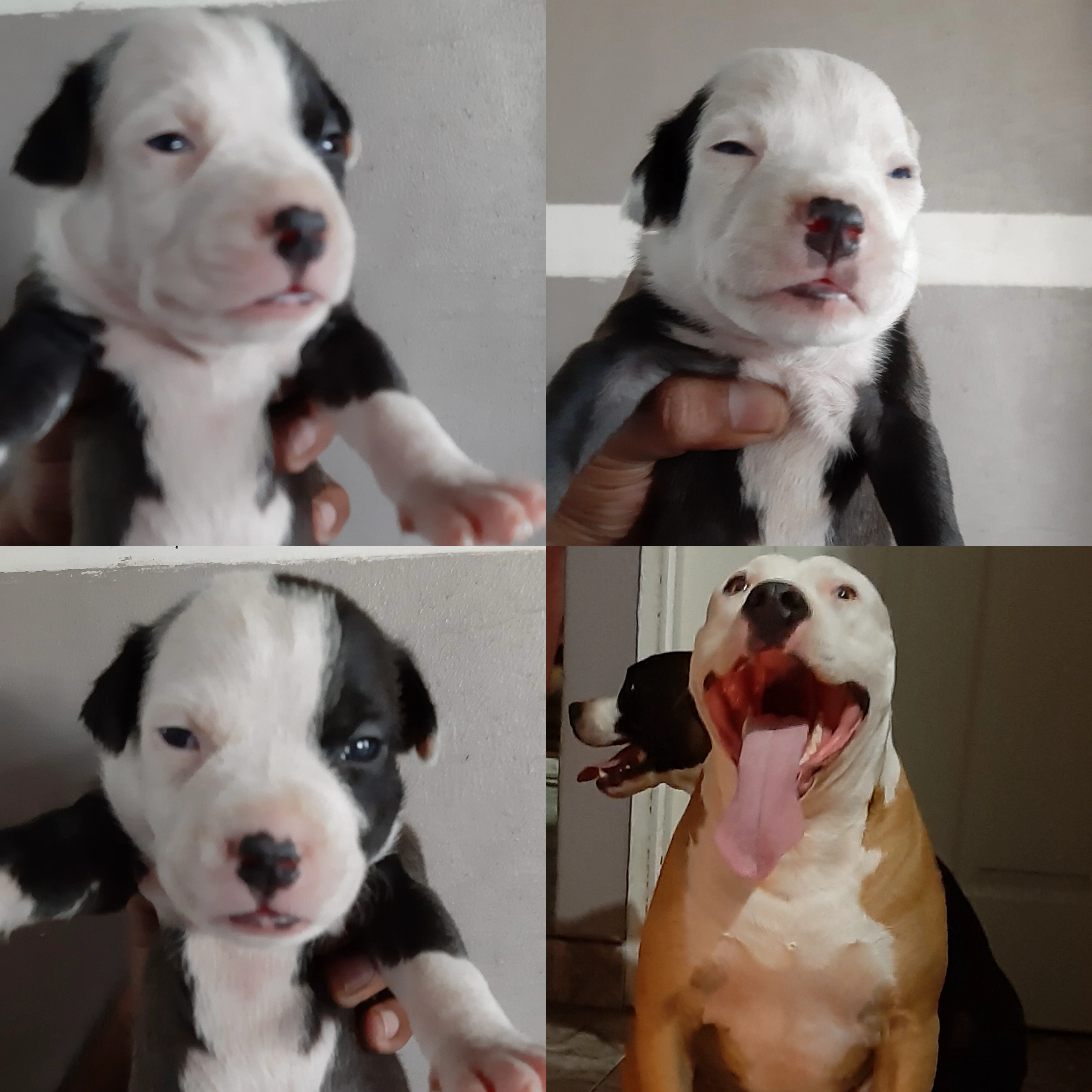 Other Puppies in Kwazulu Natal (11/03/2020)
