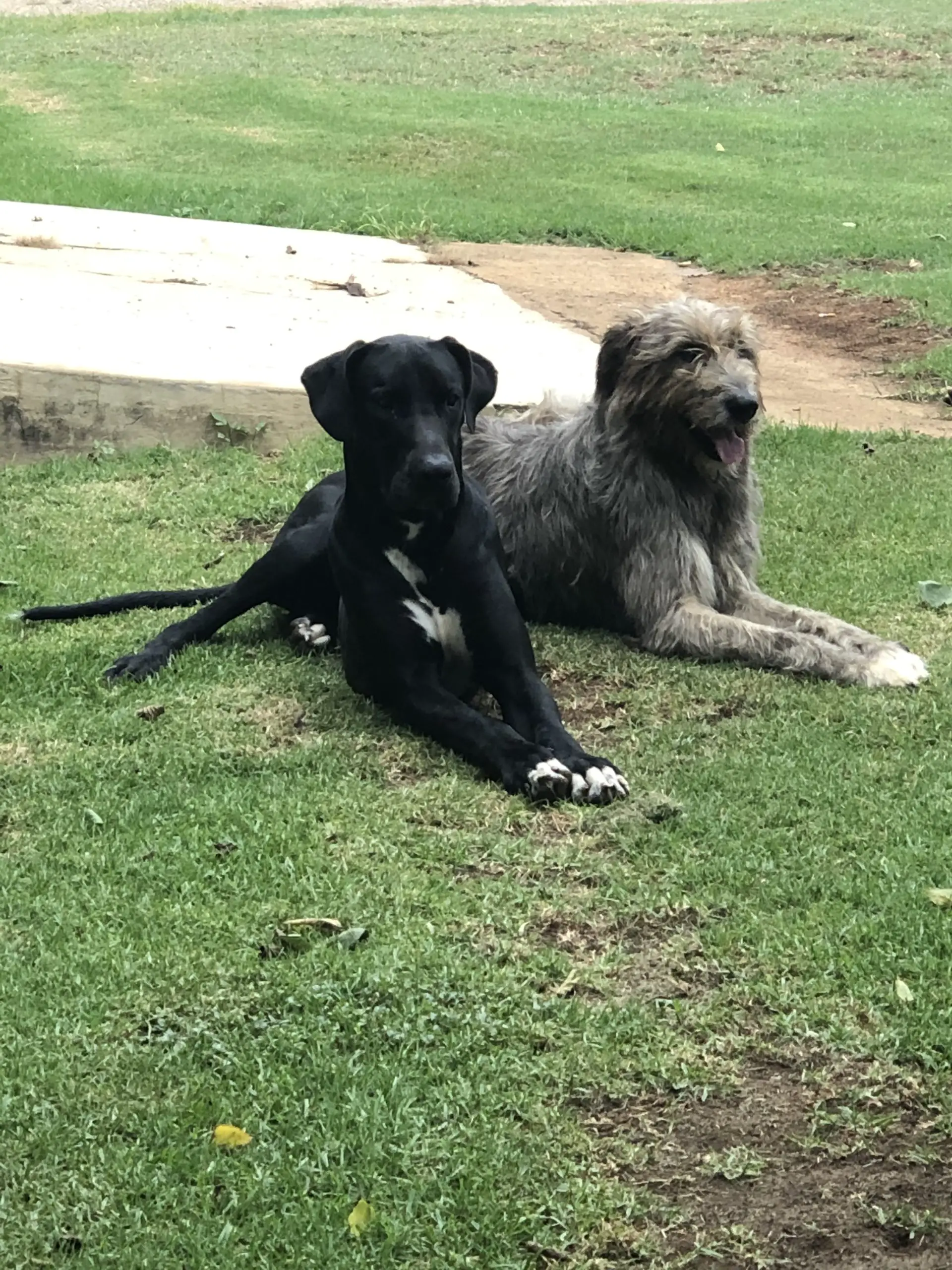 Other Puppies in Mpumalanga (27/04/2020)
