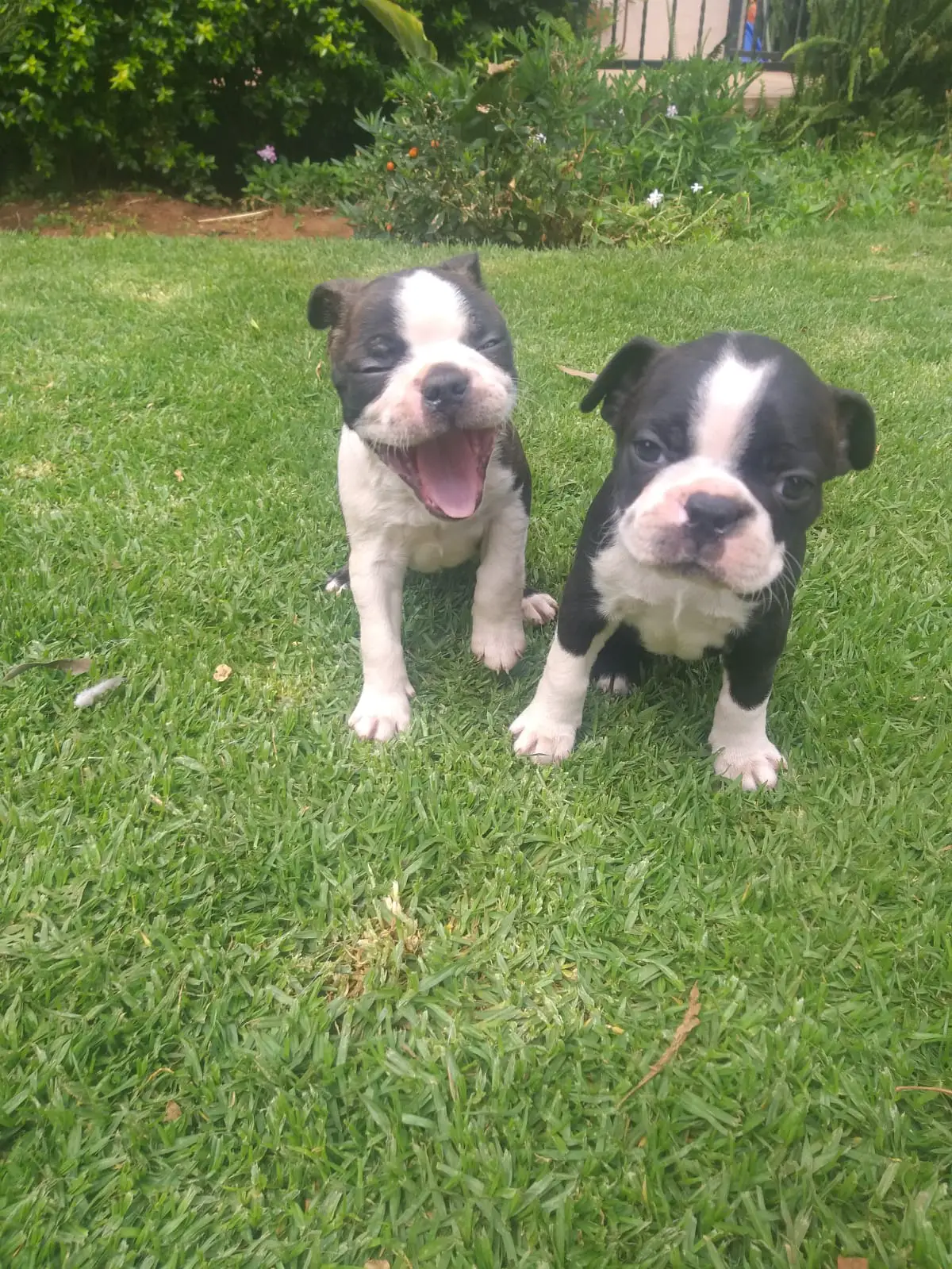 Boston Terrier Puppies in East Rand (09/04/2020)
