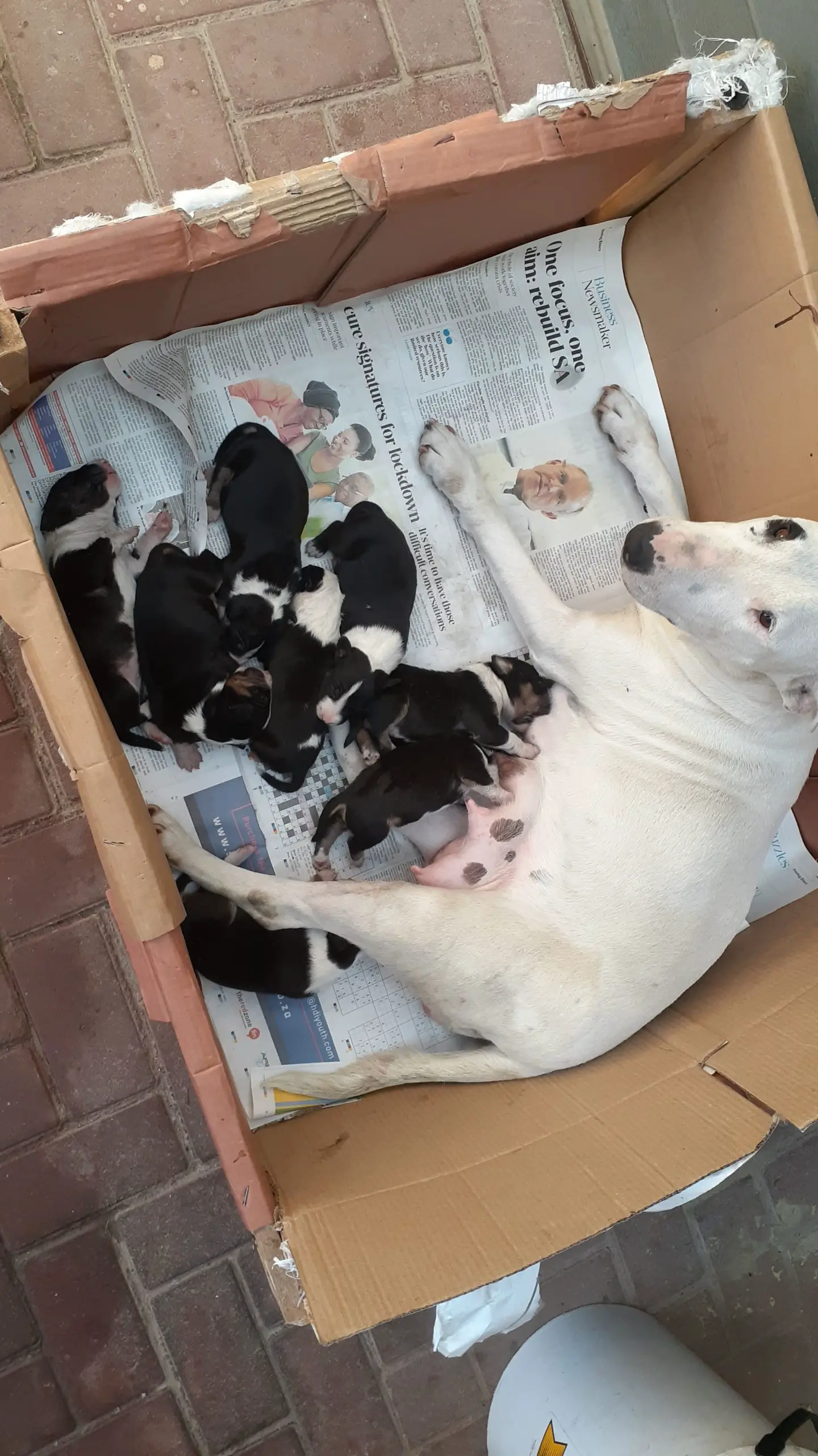 Bull Terrier Puppies in Cape Town (30/04/2020)