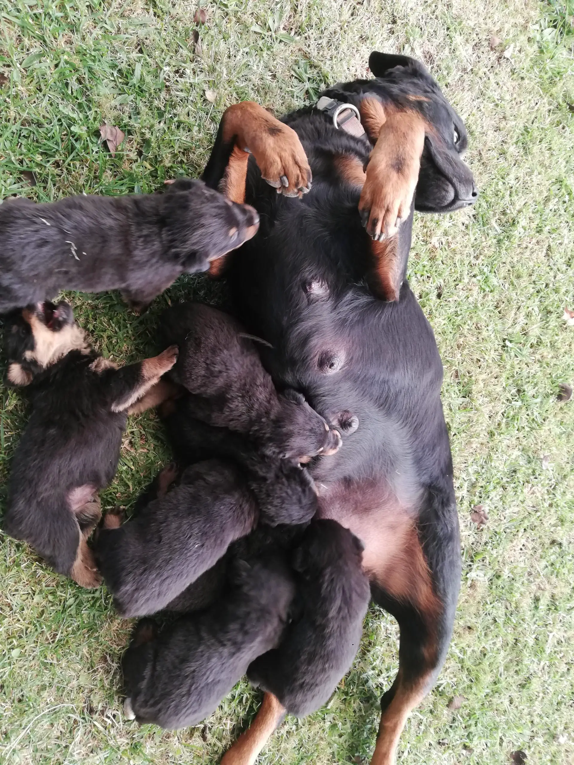 Rottweiler Puppies in Other (15/04/2020)