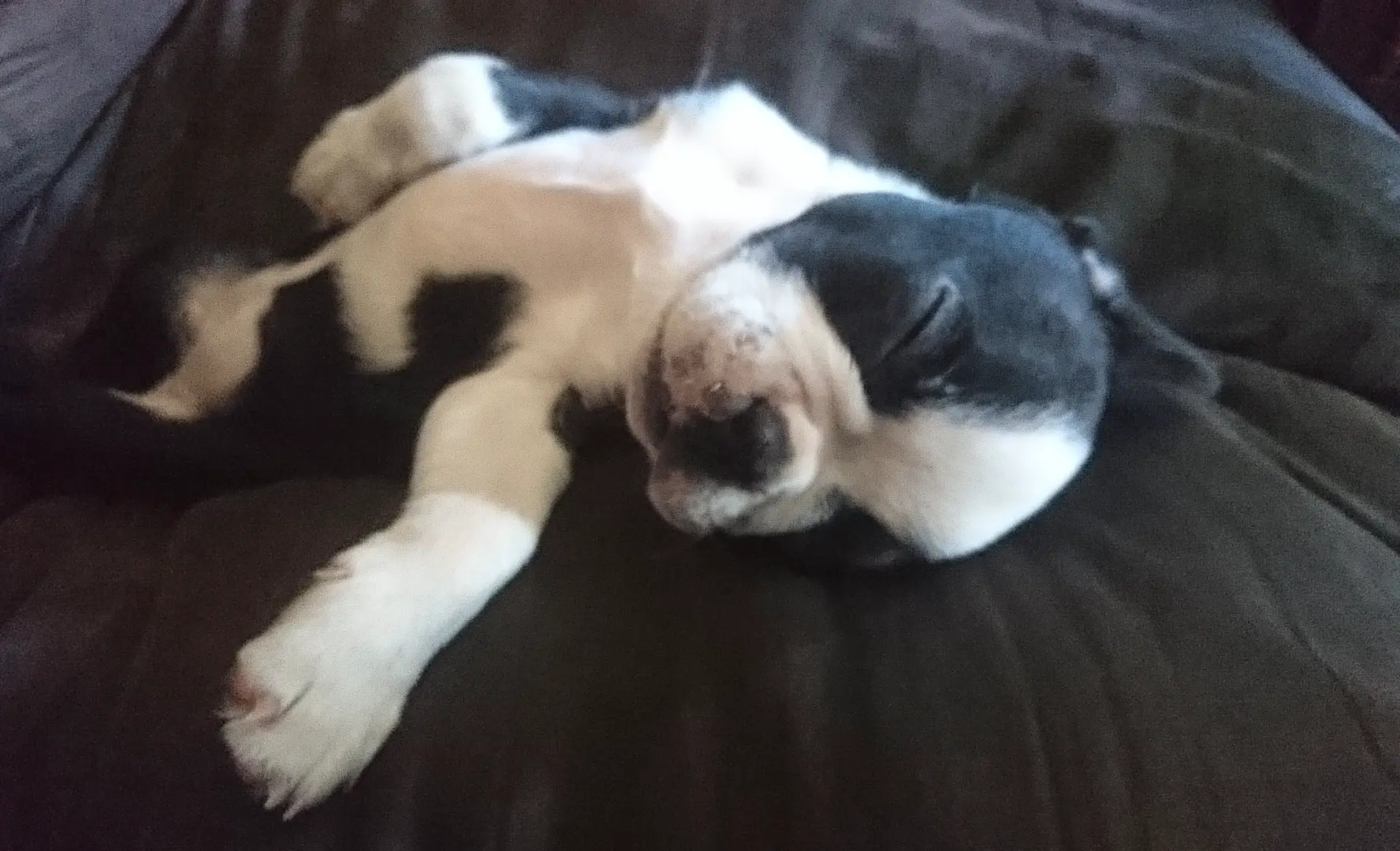 Boston Terrier Puppies in East Rand (15/04/2020)
