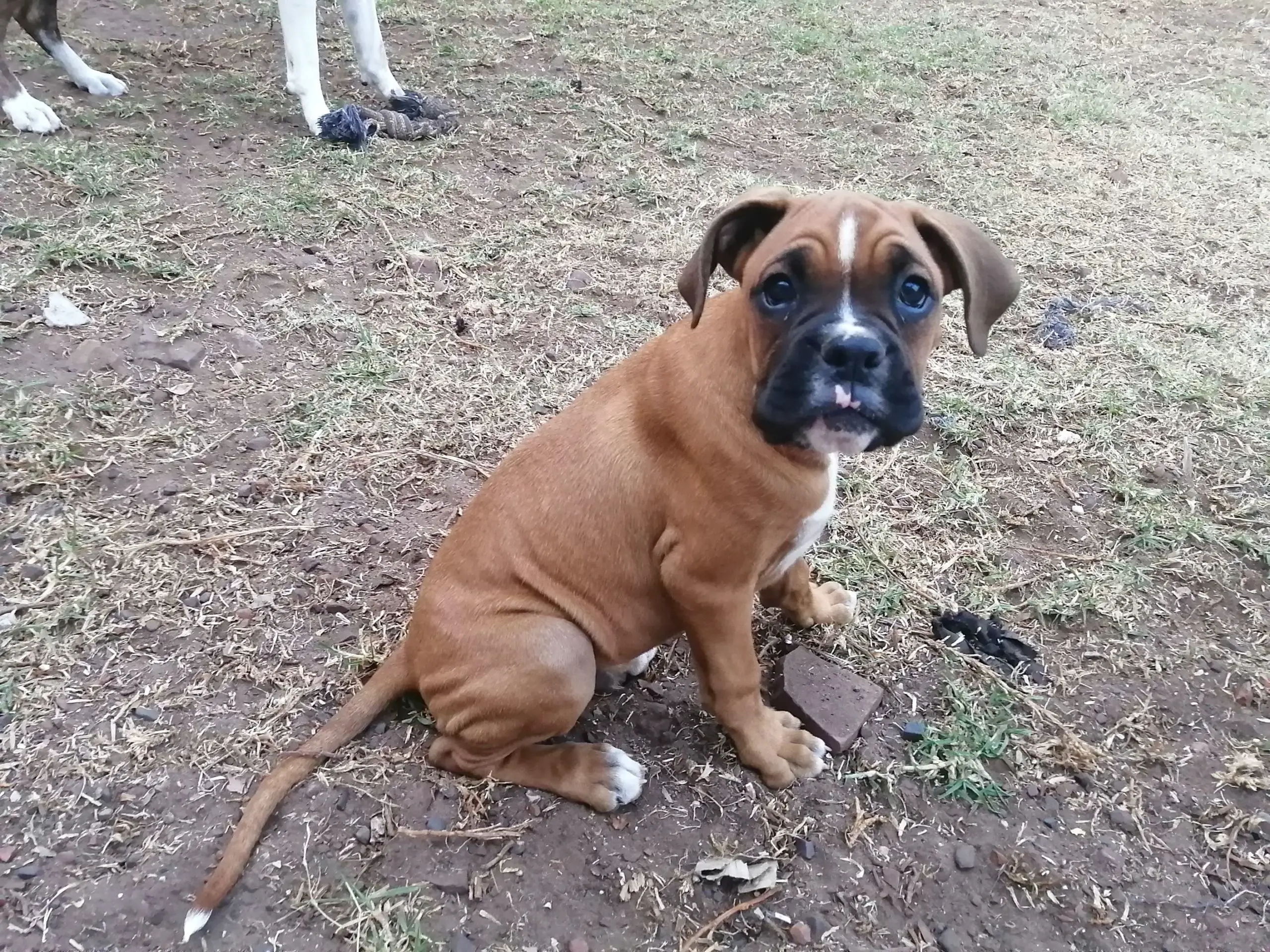 Boxer Puppies in Port Elizabeth (27/04/2020)