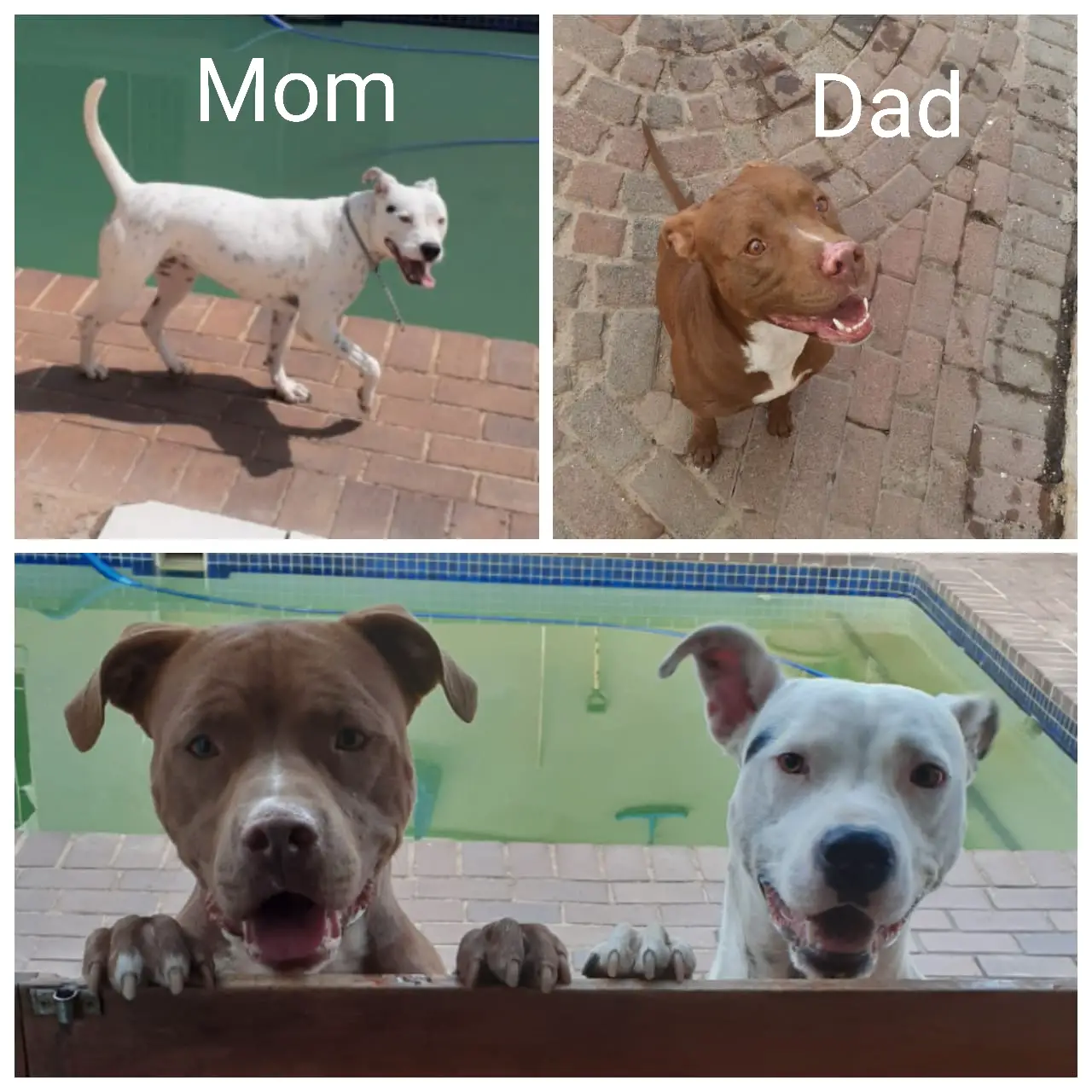 Pitbull Puppies in Johannesburg (01/05/2020)