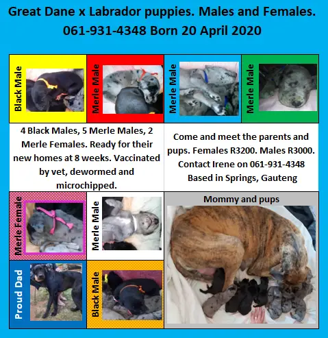 Great Dane Puppies in East Rand (13/05/2020)