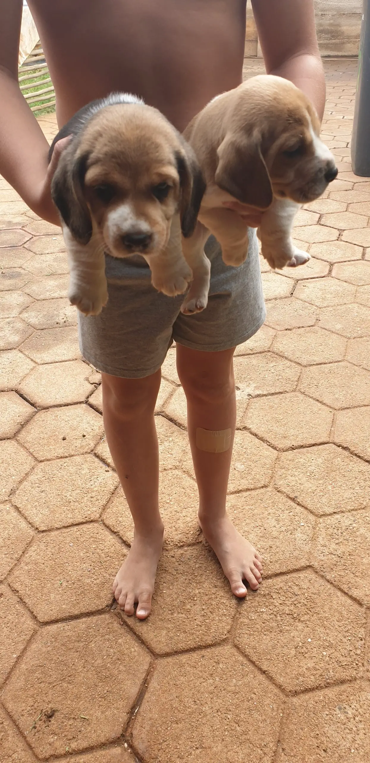 Beagle Puppies in Pretoria (01/05/2020)