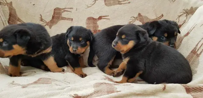 Rottweiler Puppies in Cape Town (10/06/2020)