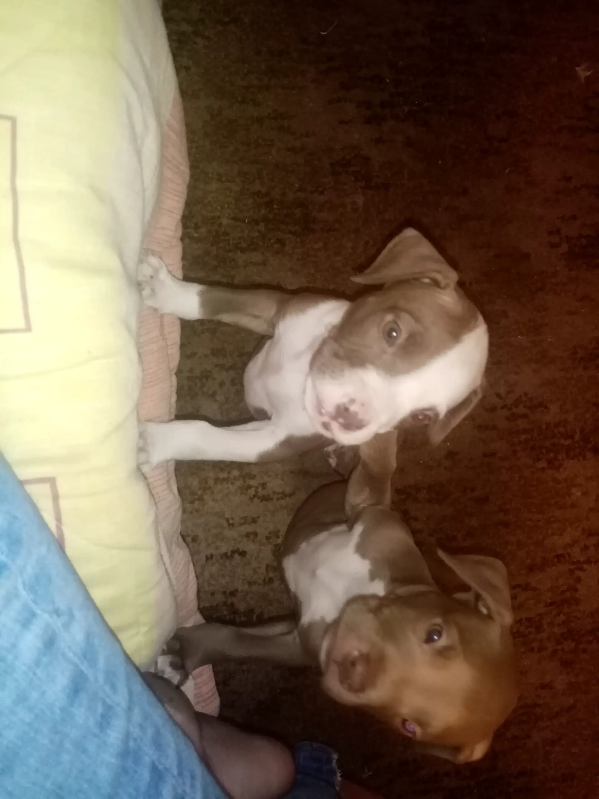 Pitbull Puppies in Johannesburg (25/06/2020)