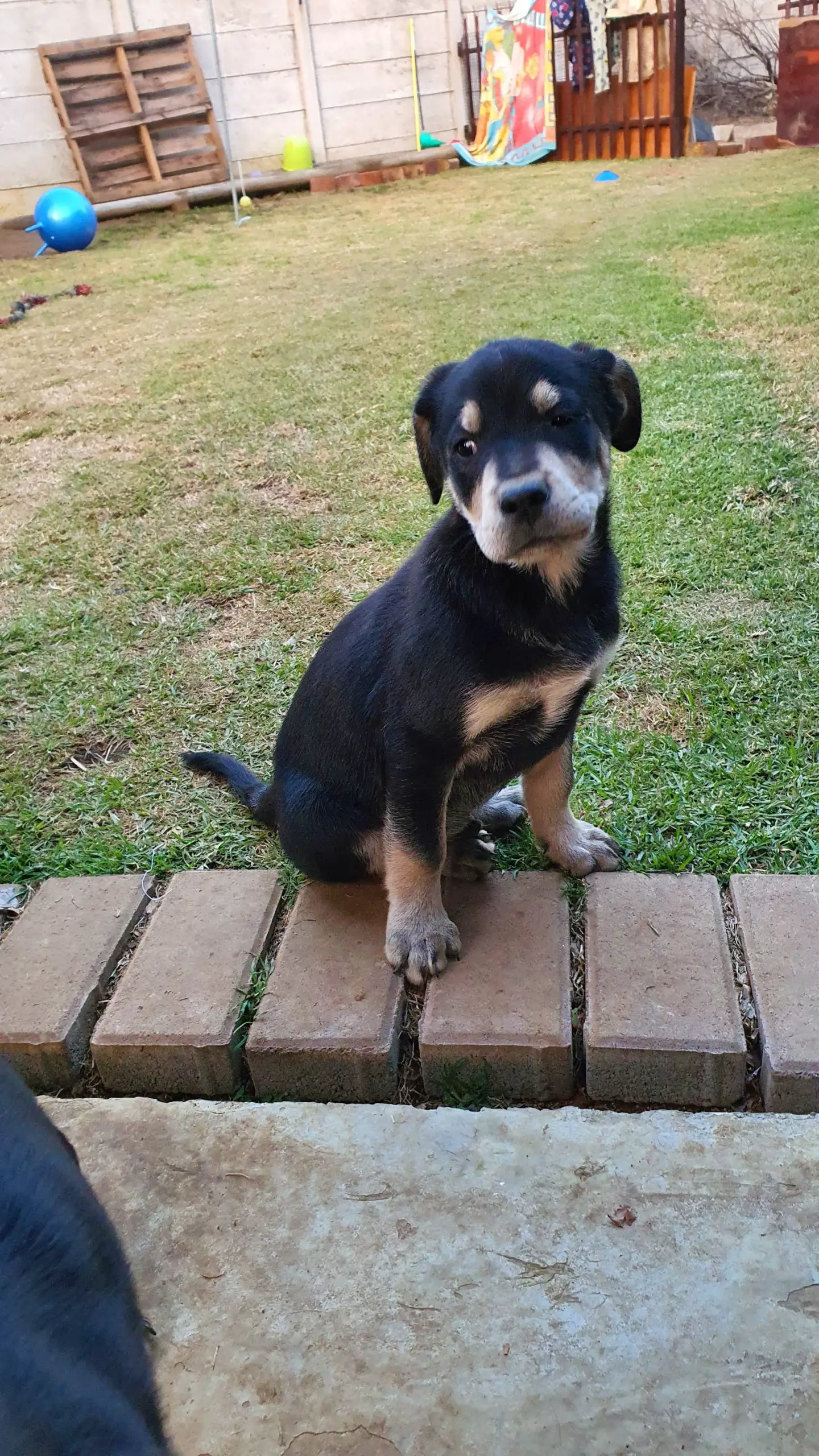Labrador Puppies in Johannesburg (23/06/2020)