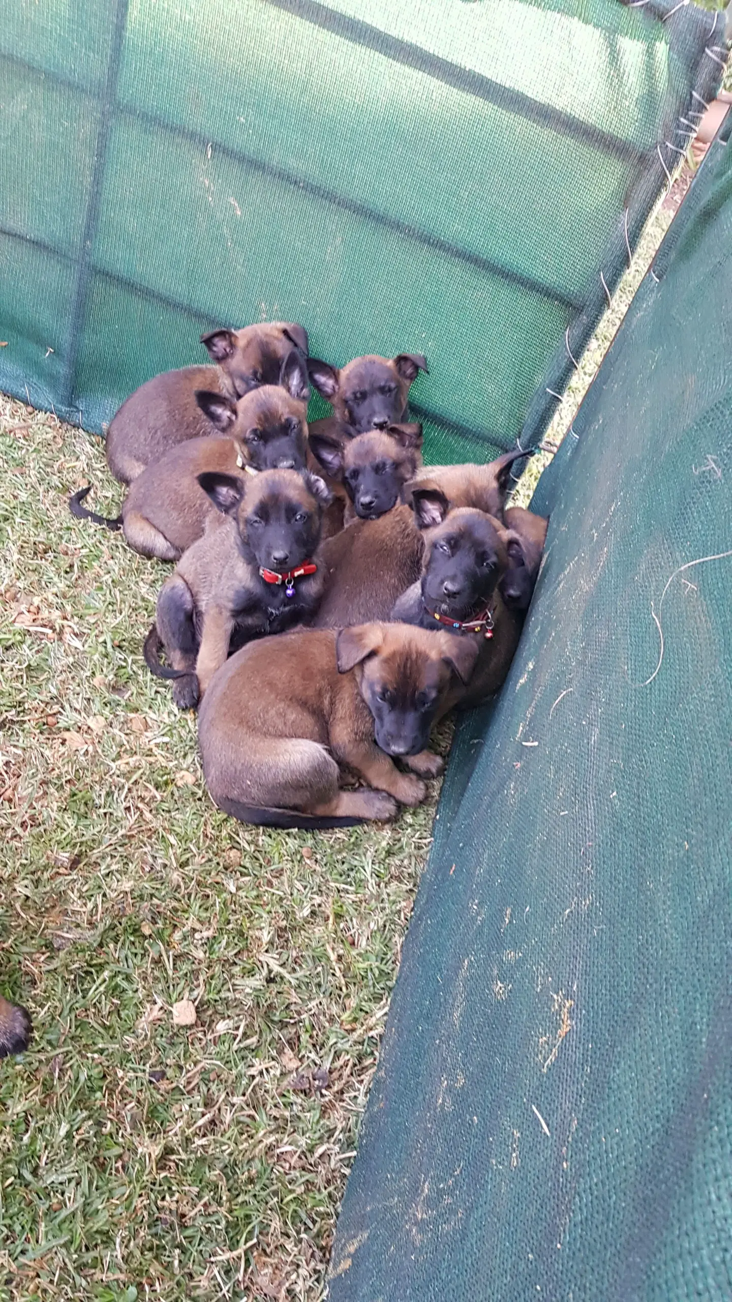 Belgian Malinois Puppies in Pretoria (20/06/2020)