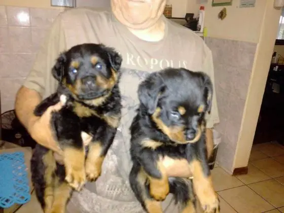 Rottweiler Puppies in Cape Town (11/06/2020)