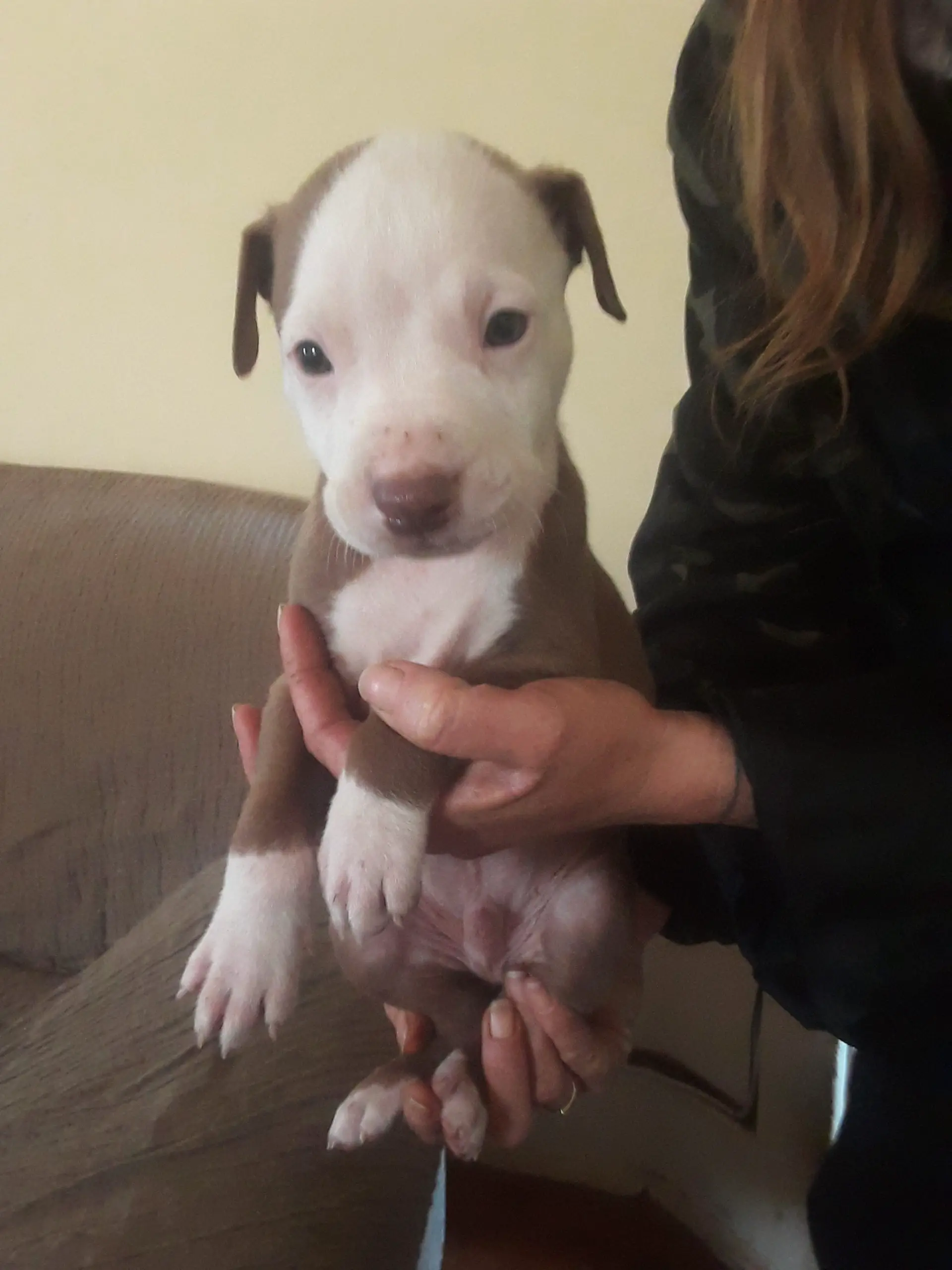Pitbull Puppies in East Rand (03/07/2020)