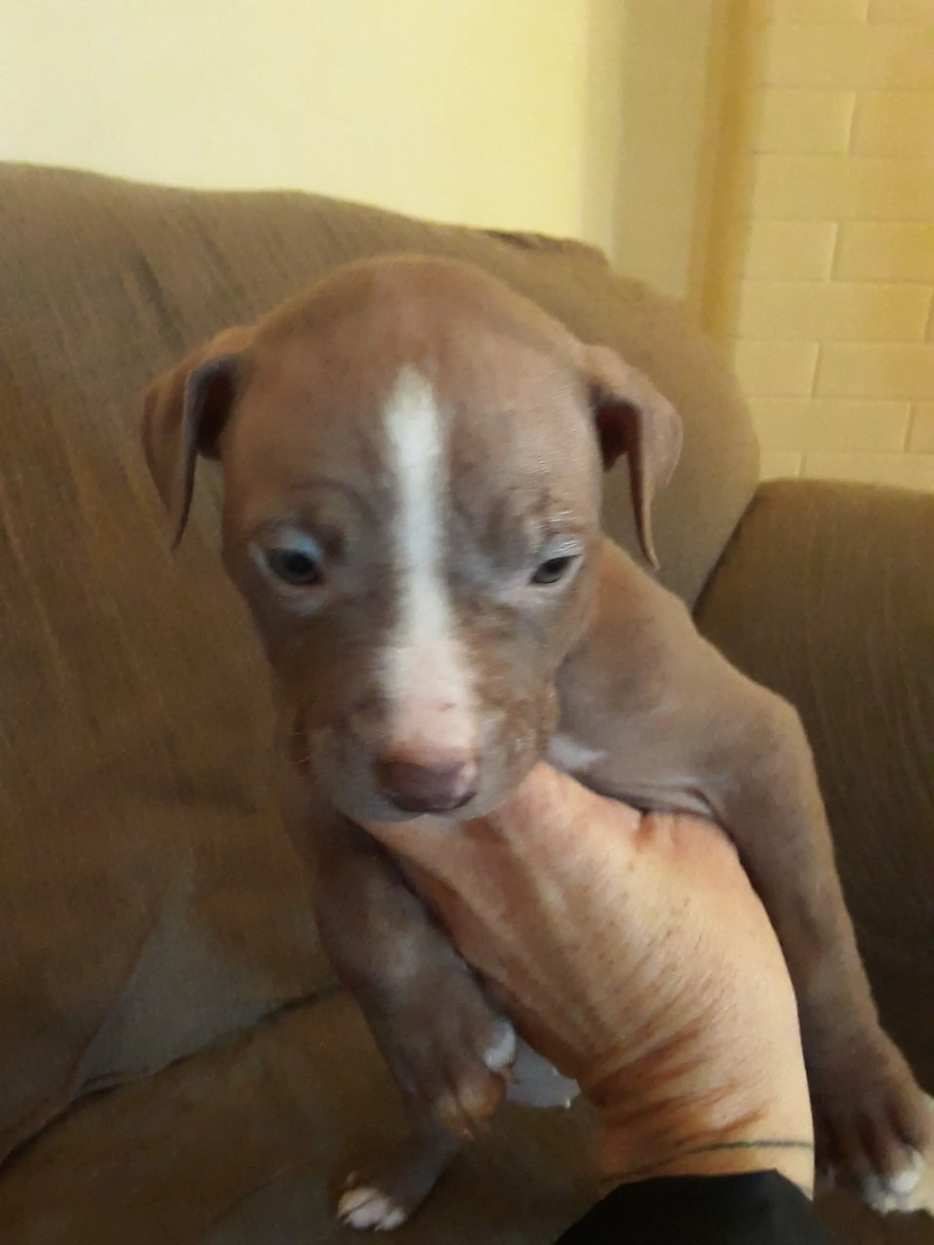 Pitbull Puppies in East Rand (09/07/2020)