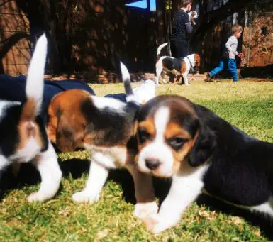 Beagle Puppies in Johannesburg (29/07/2020)