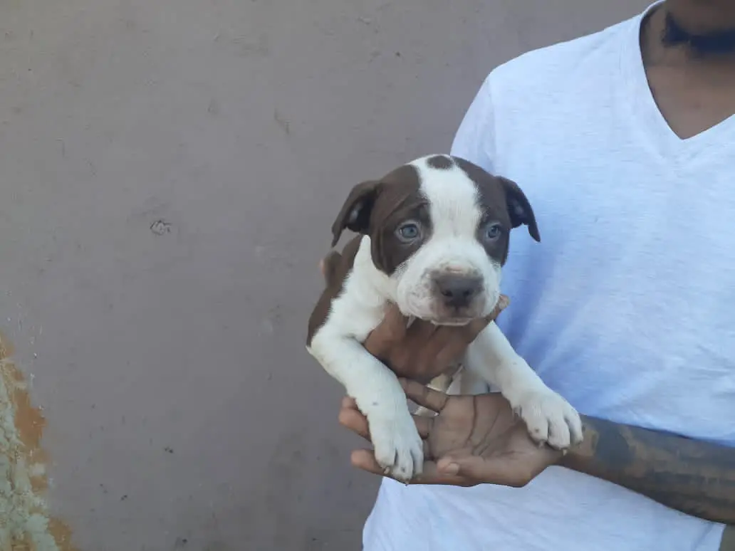 Pitbull Puppies in Kwazulu Natal (26/07/2020)