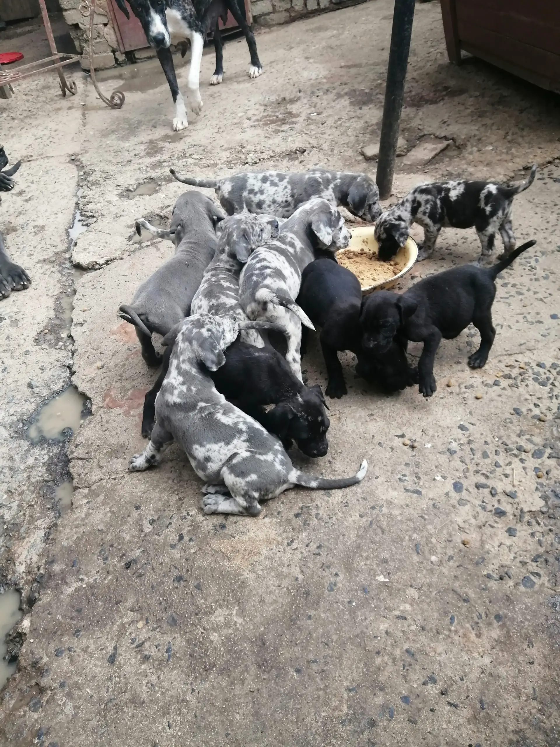 Great Dane Puppies in Johannesburg (31/07/2020)
