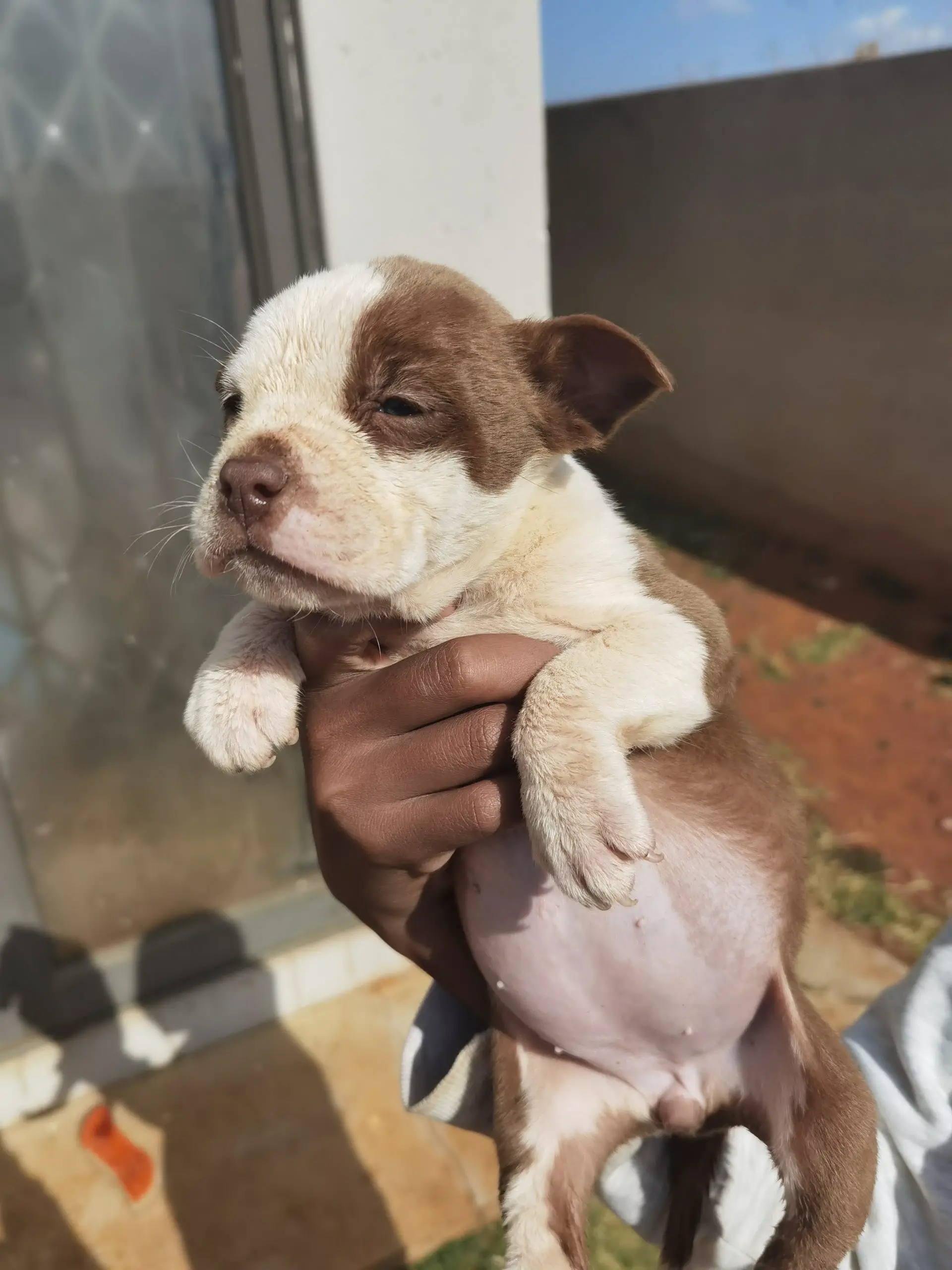 Pitbull Puppies in Johannesburg (23/07/2020)