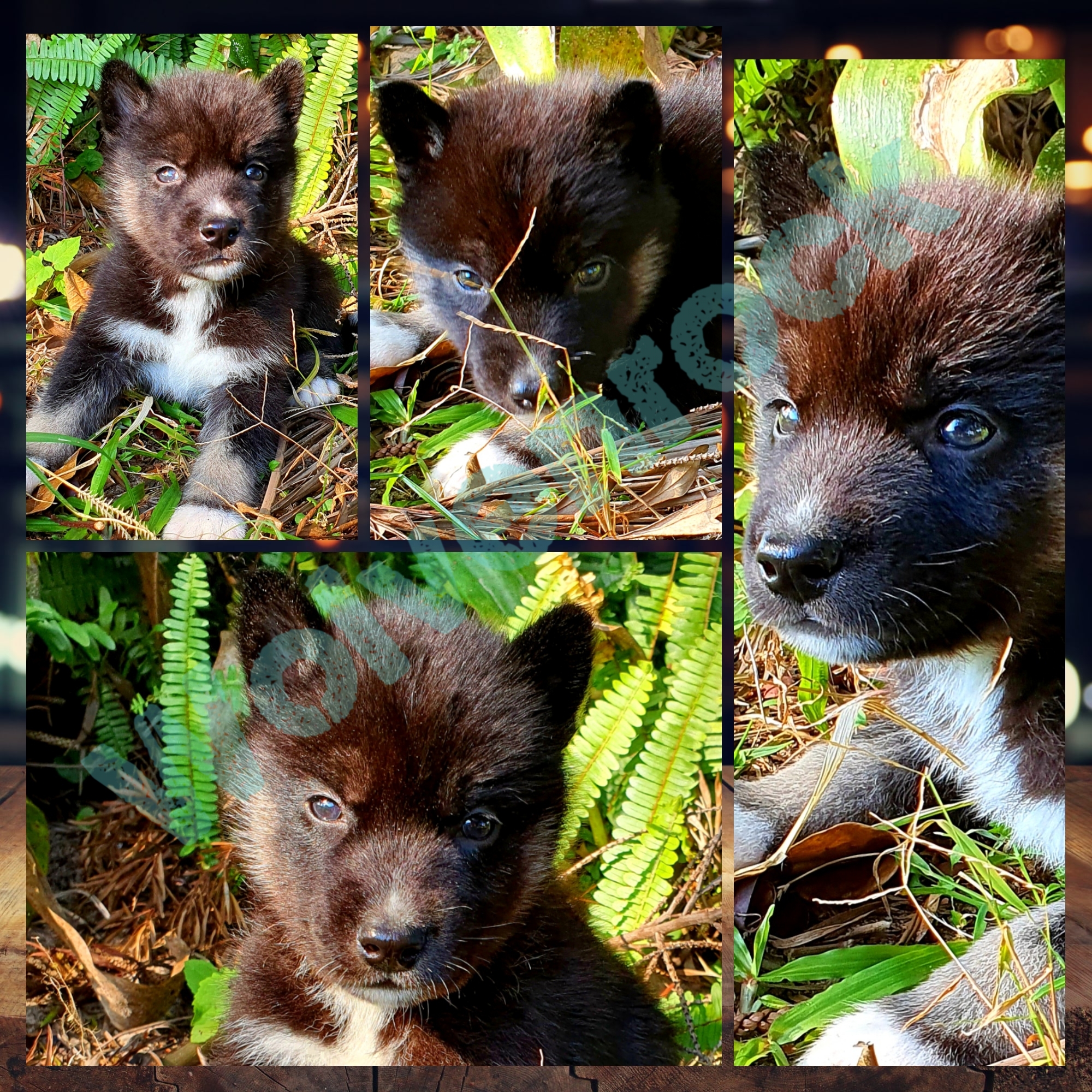 Siberian Husky Puppies in Kwazulu Natal (24/07/2020)