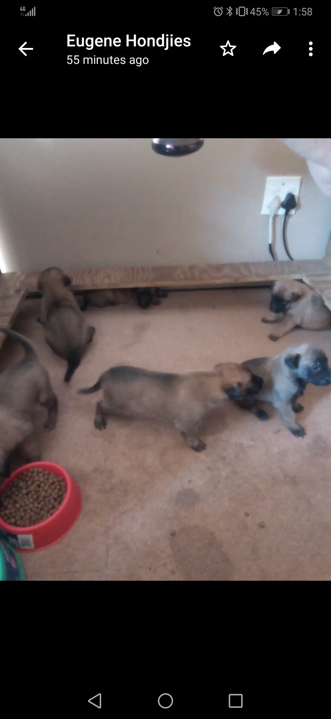 Belgian Malinois Puppies in Mpumalanga (15/07/2020)