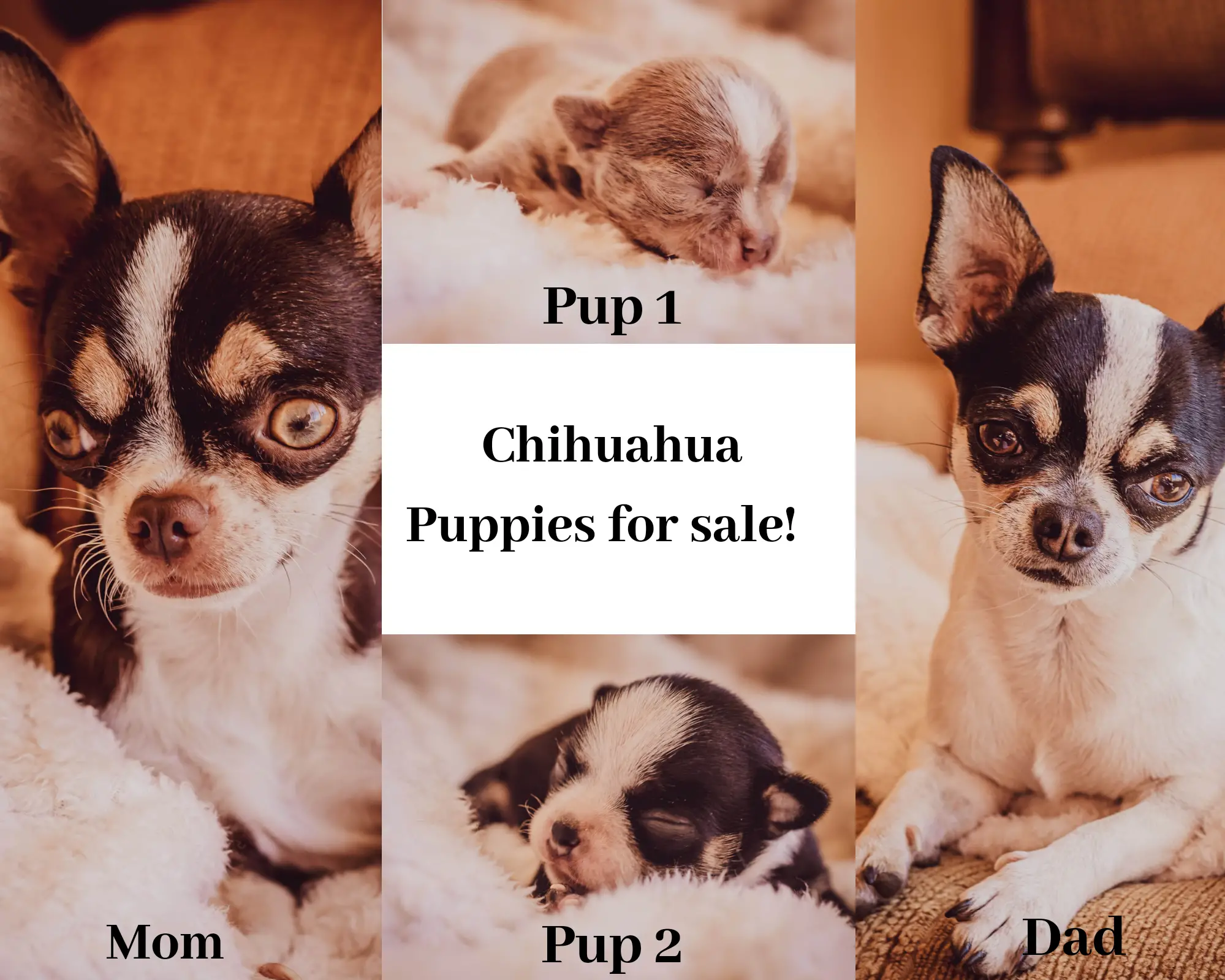 Chihuahua Puppies in East Rand (22/07/2020)