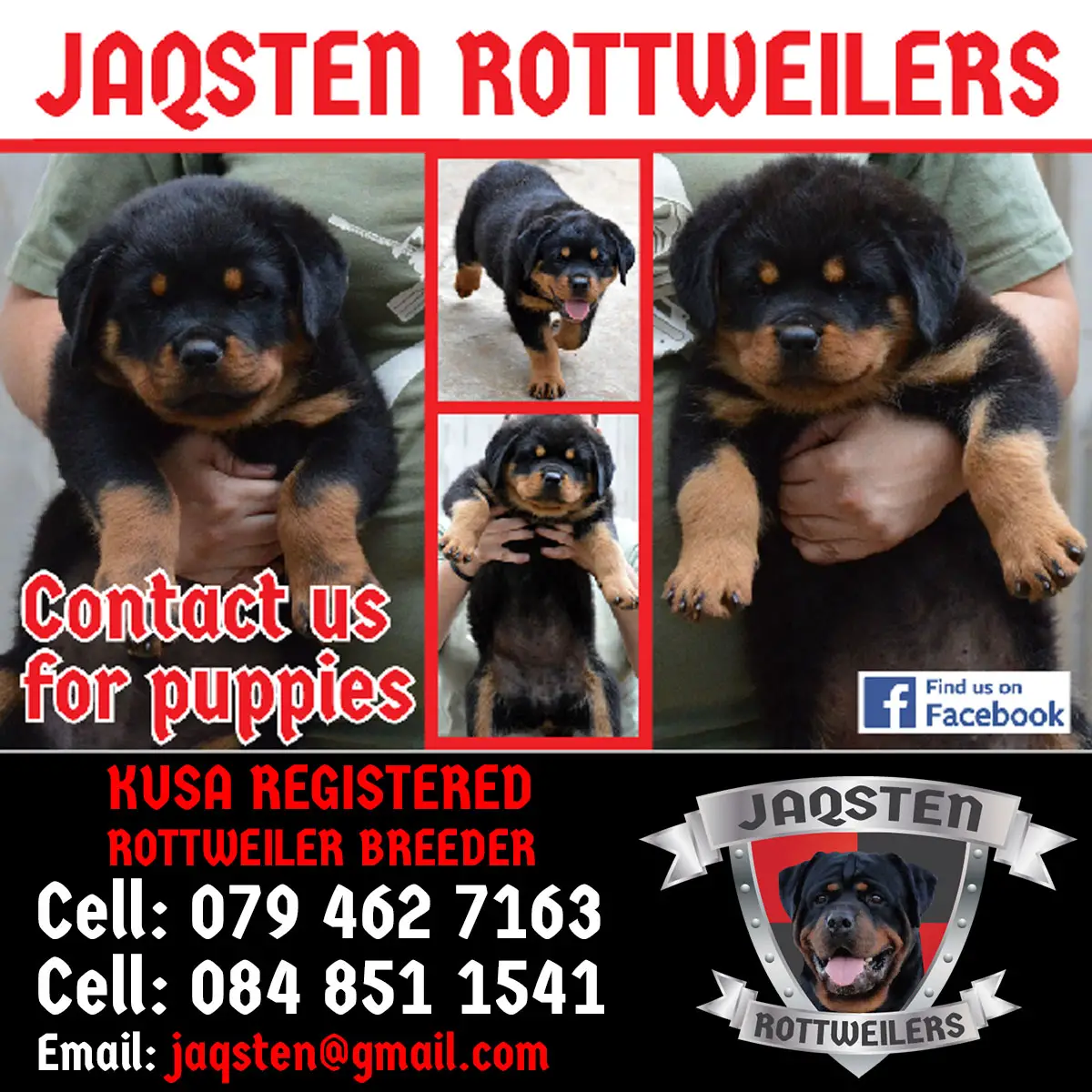 Rottweiler Puppies in Kwazulu Natal (31/07/2020)