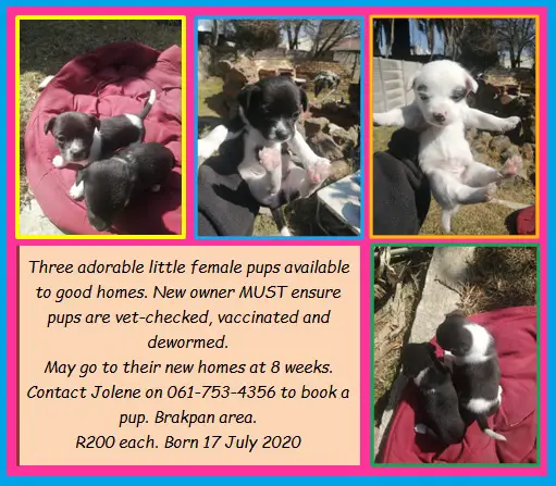 Jack Russell Puppies in East Rand (15/08/2020)