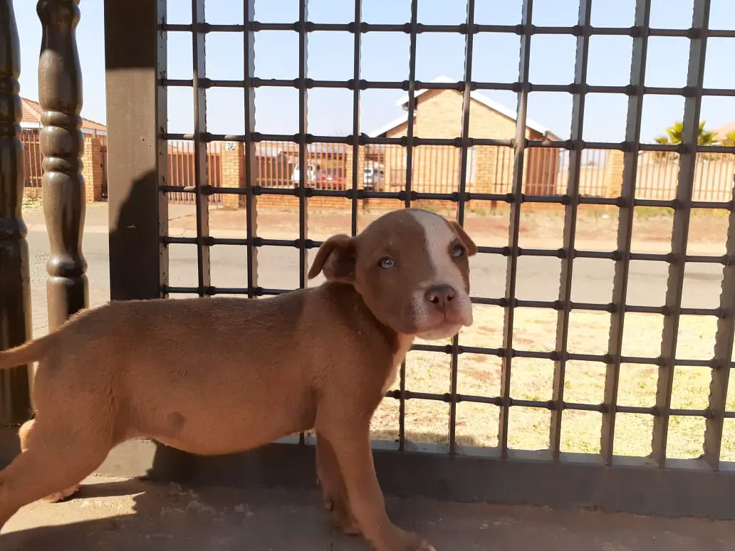 Pitbull Puppies in Johannesburg (27/08/2020)
