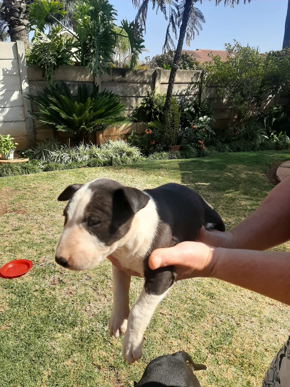 Bull Terrier Puppies in Pretoria (21/08/2020)