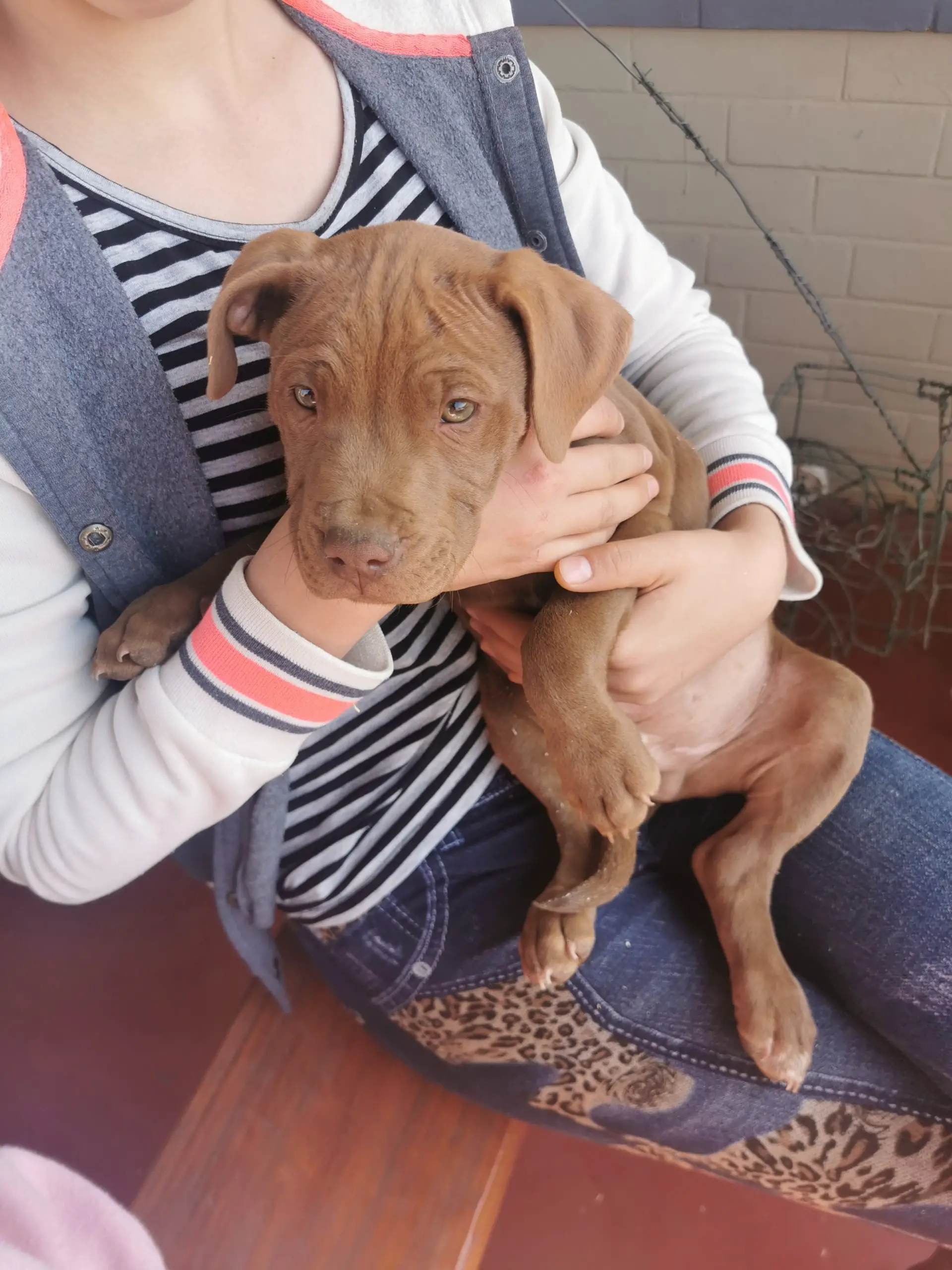 Pitbull Puppies in Mpumalanga (18/08/2020)