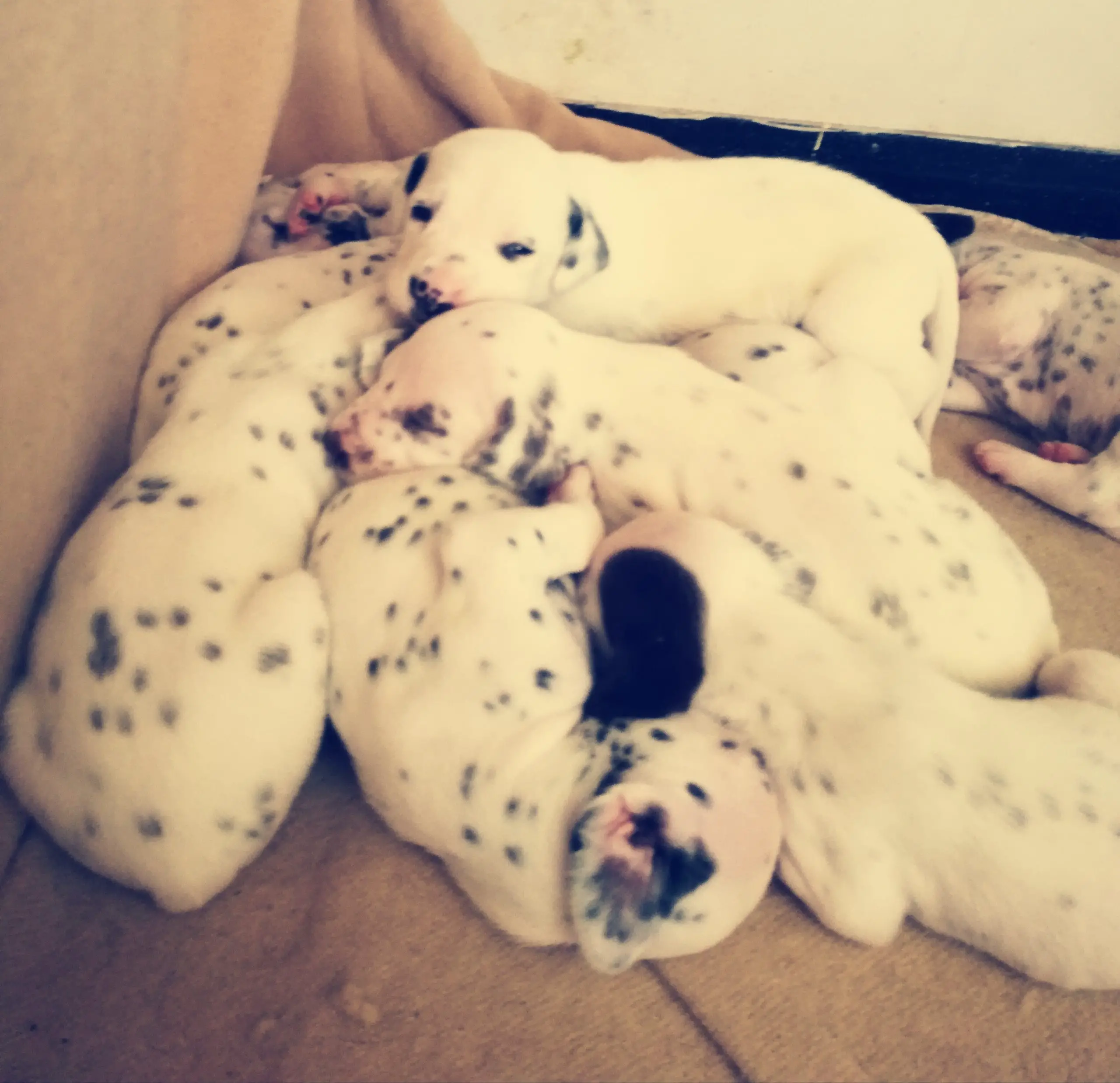 Dalmation Puppies in Klerksdorp (27/08/2020)