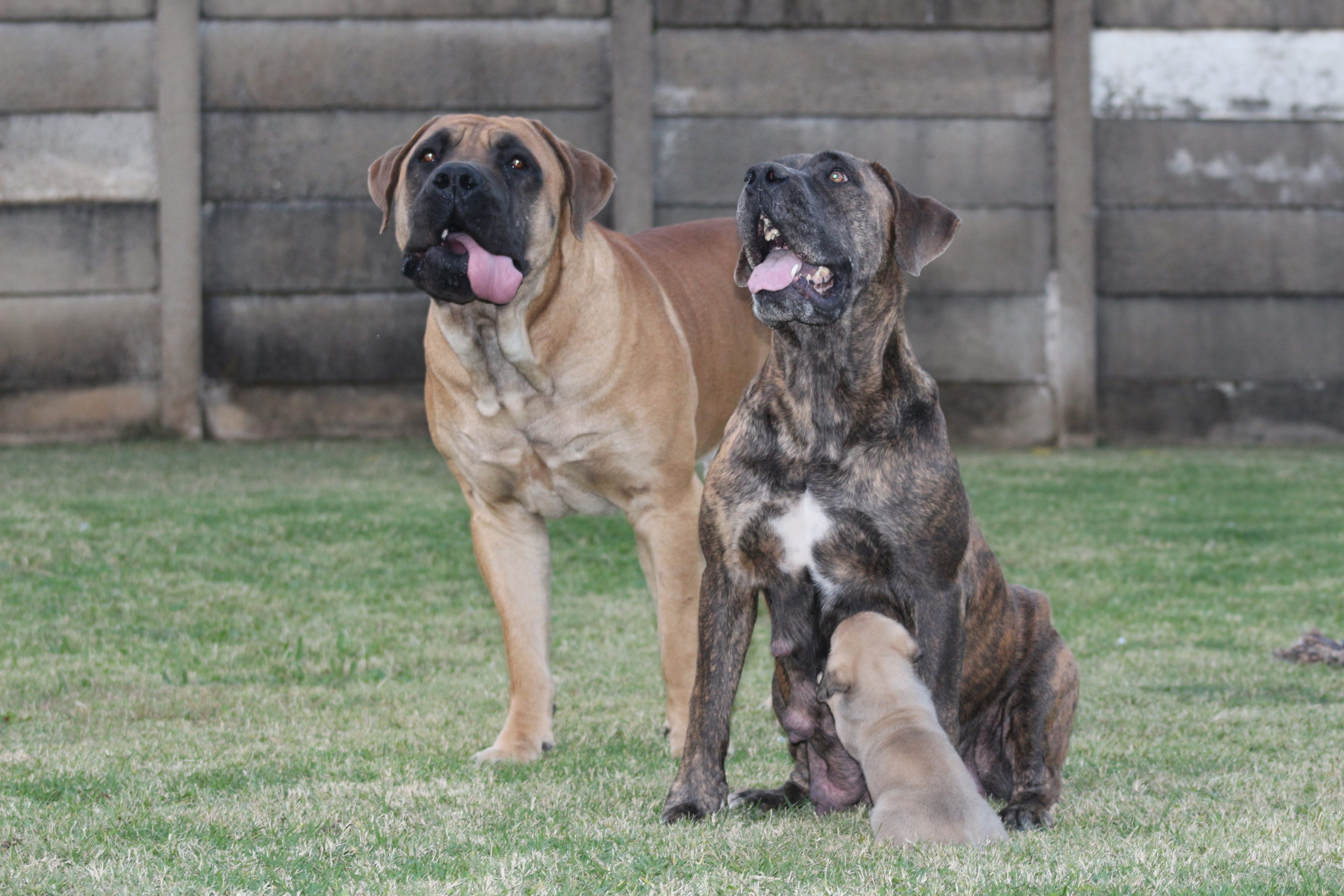 Boerboel Puppies in Vereeniging (04/08/2020)