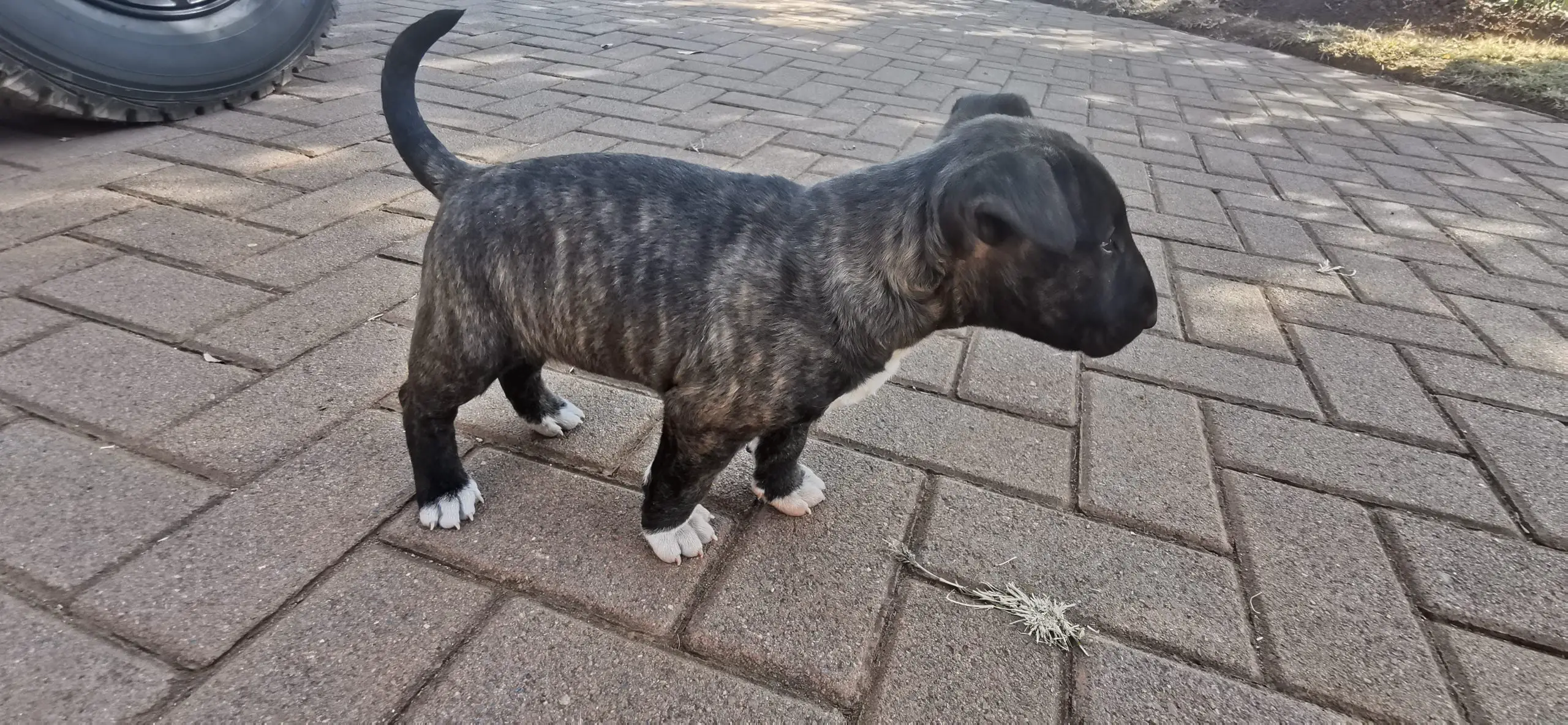 Bull Terrier Puppies in Hartbeespoort (01/08/2020)