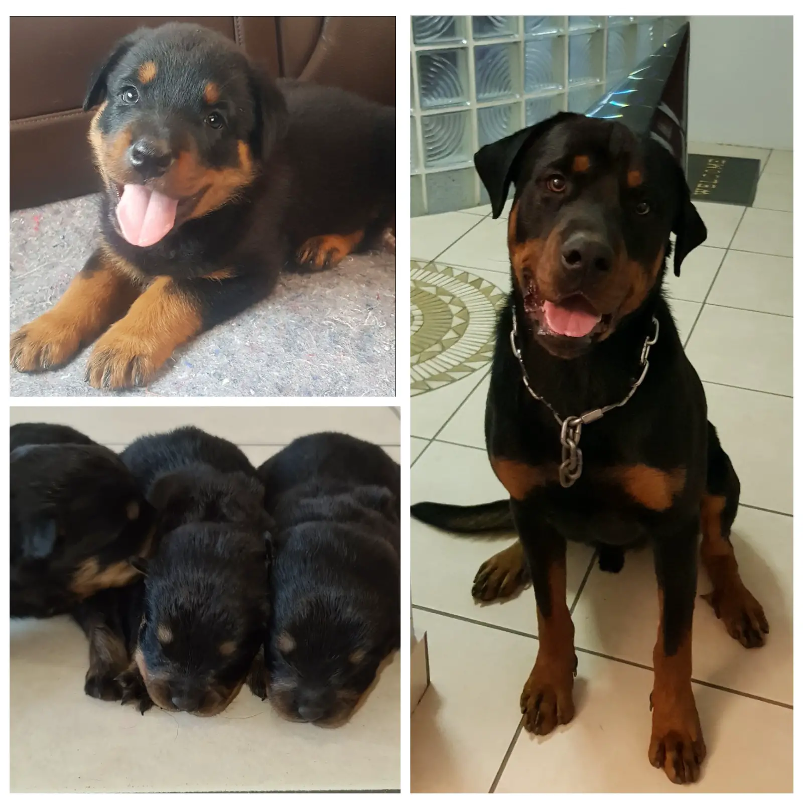 Rottweiler Puppies in Kwazulu Natal (08/09/2020)