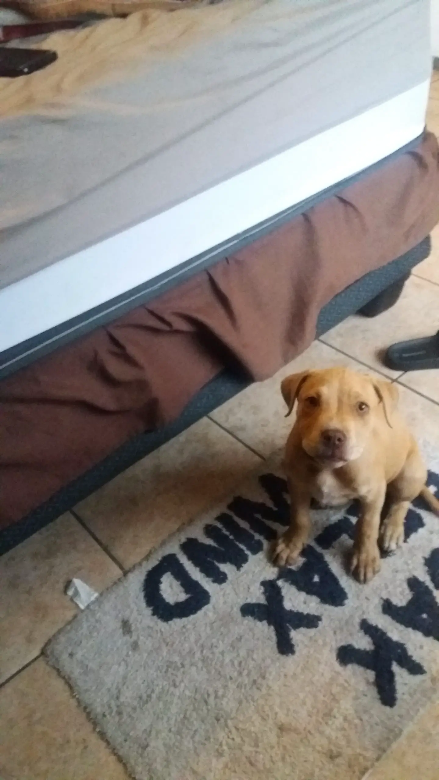 Pitbull Puppies in Johannesburg (02/09/2020)